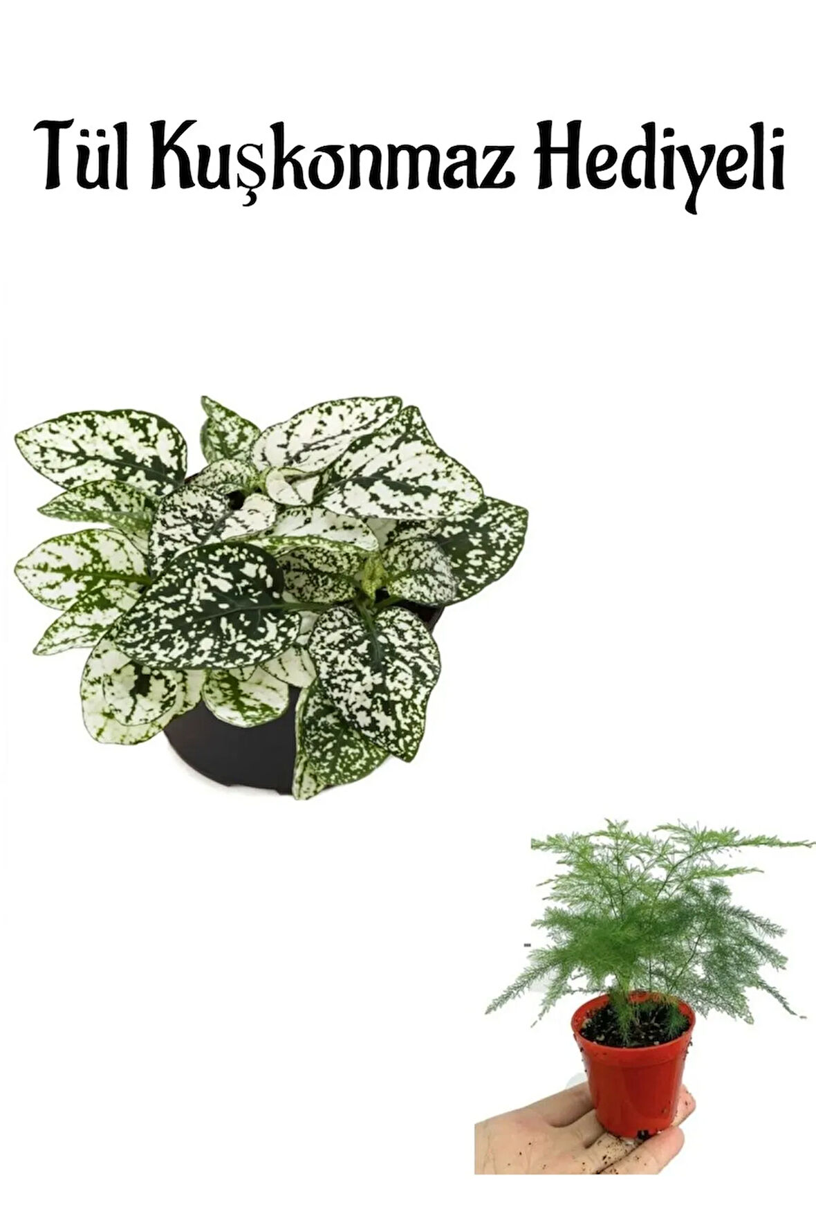 Zarif Yapraklı Beyaz Hostes Çiçeği Anneler Gününe Özel Tül Kuşkonmaz Hediyeli