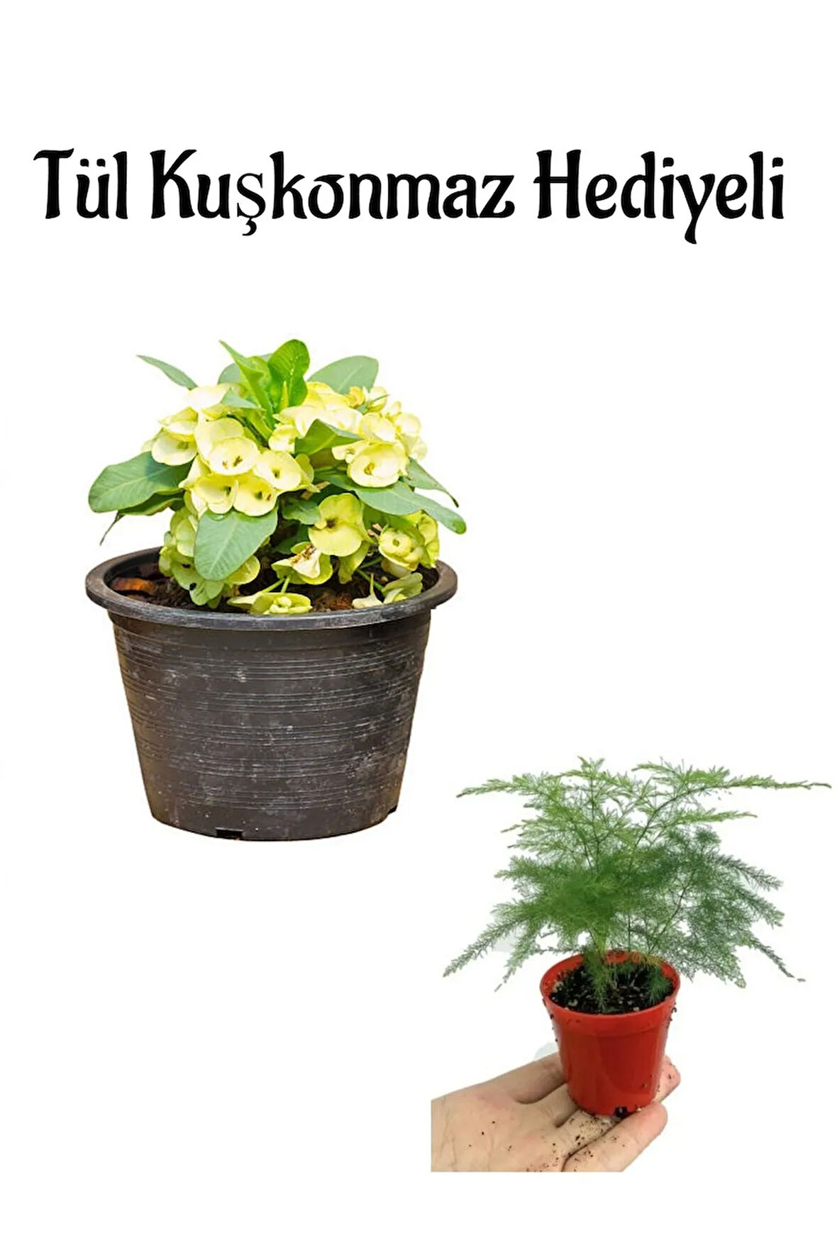 Kadınlar Gününe Özel Sarı Renk Milli Dikenler Tacı Çiçeği Tül Kuşkonmaz