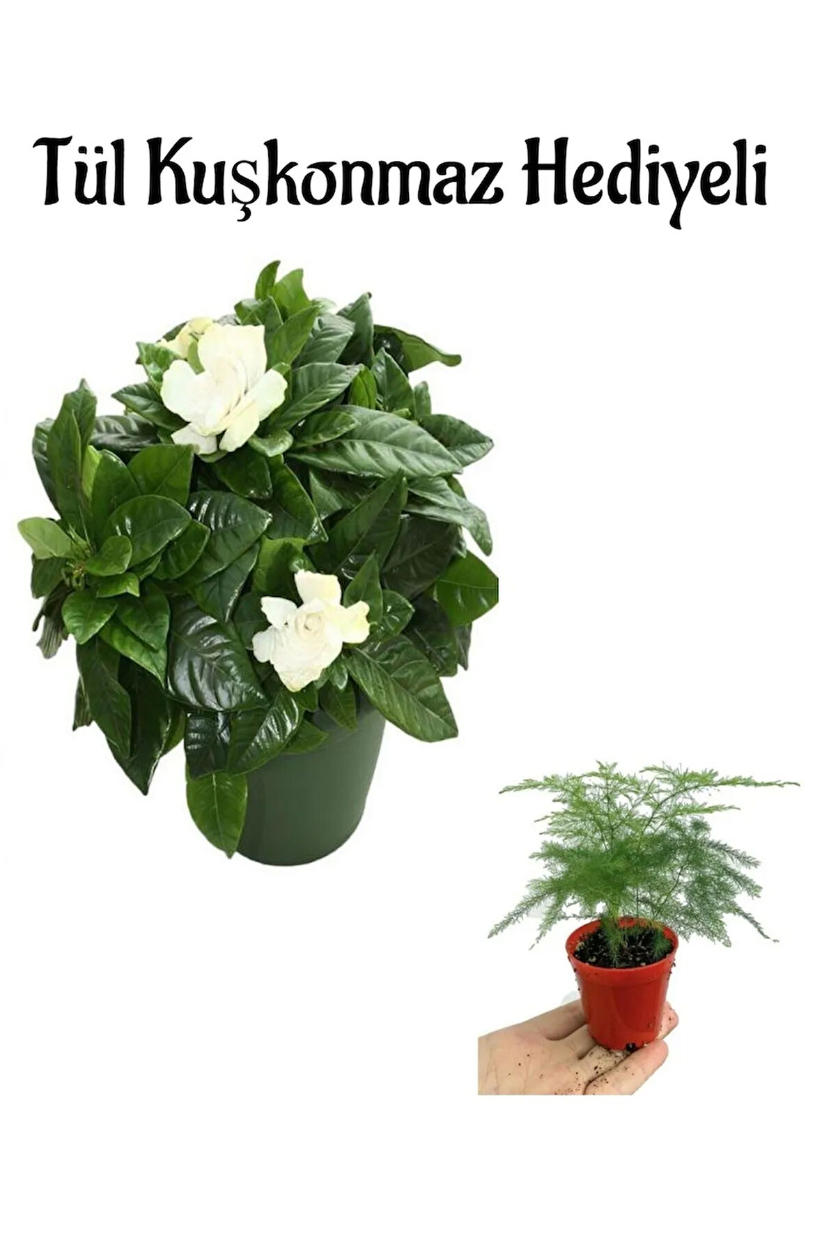 Hediyelik Mis Kokulu Gardenya Çiçeği Anneler Gününe Özel Tül Kuşkonmaz Hediyeli