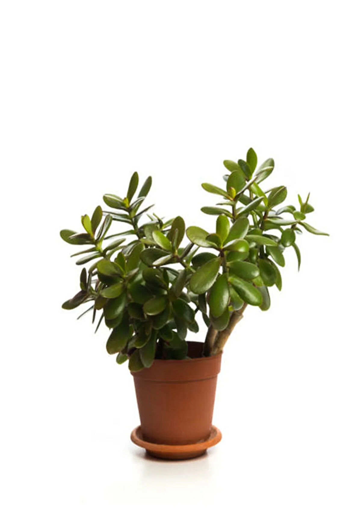 Hediyelik Parlak Yapraklı Şans Para Ağacı Fidanı Tül Kuşkonmaz