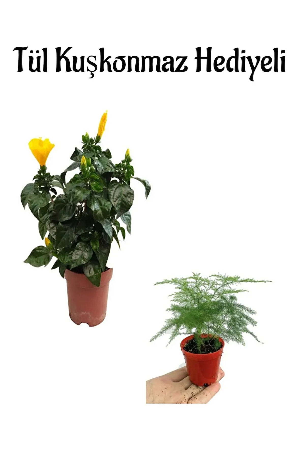 Anneler Gününe Özel Sarı Renk Japon Gülü Çiçeği Tül Kuşkonmaz Hediyeli