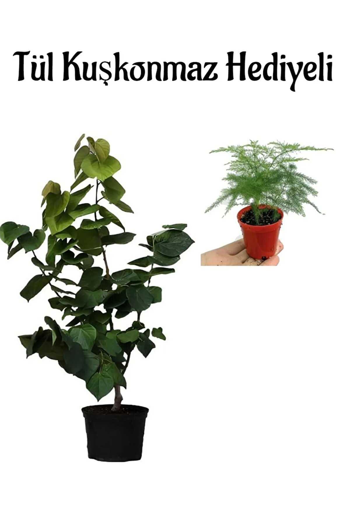 Harika Kokulu Mor Leylak Fidanı Kadınlar Gününe Özel Tül Kuşkonmaz