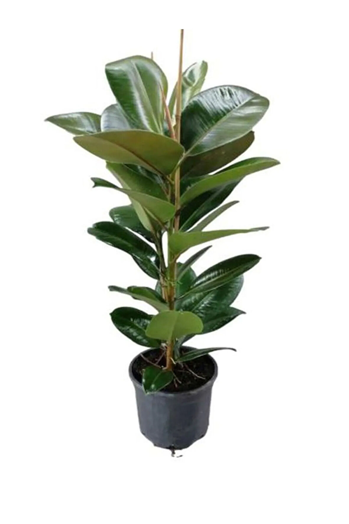 Parlak Yapraklı Yeşil Kauçuk Bitkisi Kadınlar Gününe Özel Tül Kuşkonmaz