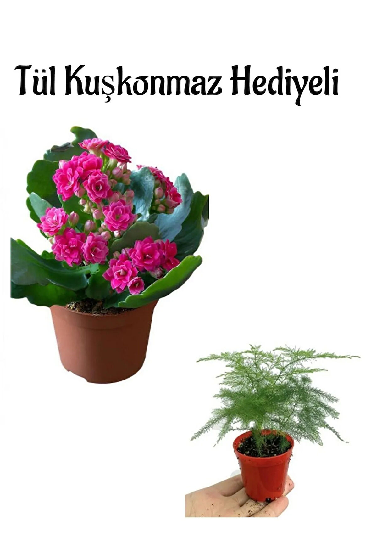 Anneler Gününe Özel Hediyelik Pembe Renk Kalanşo Çiçeği Tül Kuşkonmaz Hediyeli