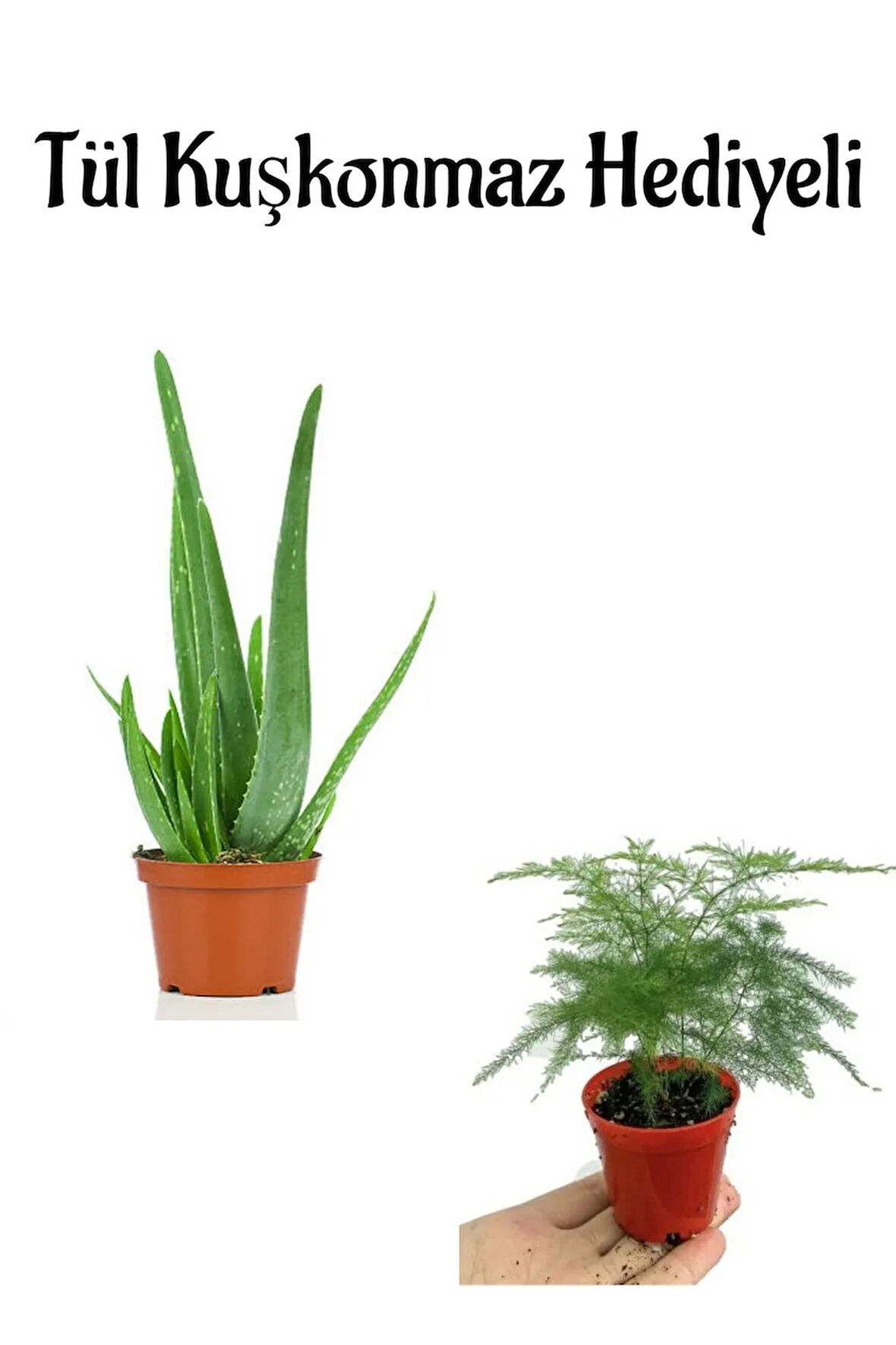 Dolgun Formlu Aleovera Bitkisi Sevgililer Gününe Özel Tül Kuşkonmaz HEDİYELİ