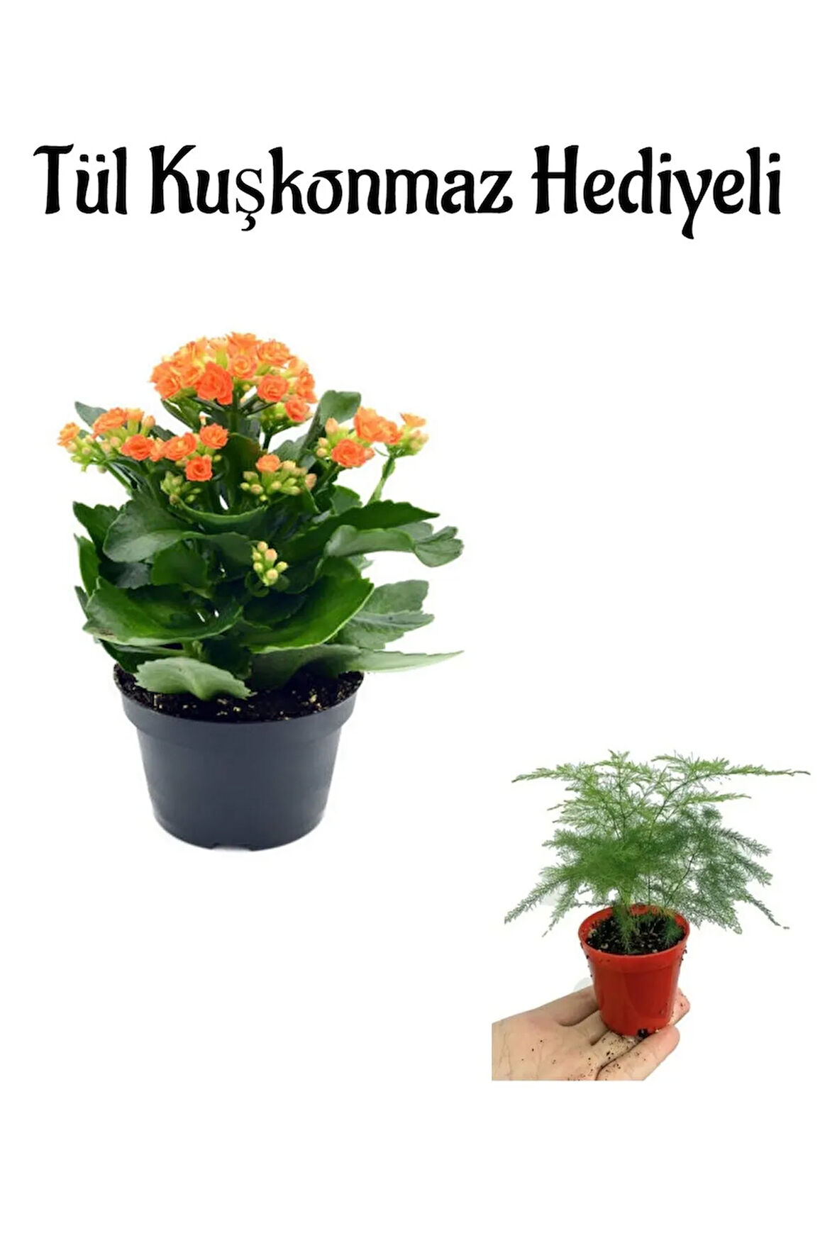 Kadınlar Gününe Özel Hediyelik Tururncu Renk Kalanşo Çiçeği Tül Kuşkonmaz