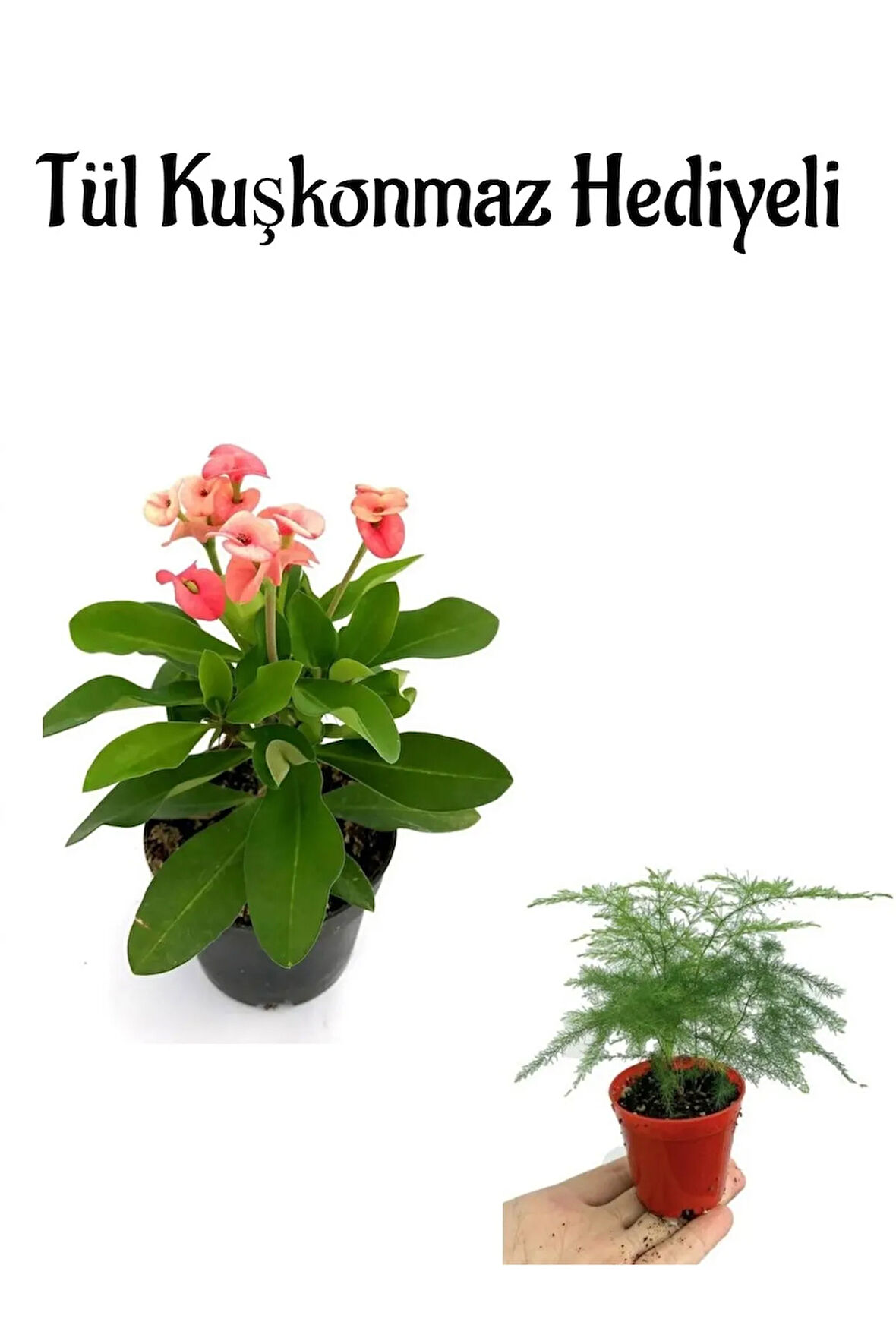 Sevgililer Gününe Özel Pembe Renk Milli Dikenler Tacı Çiçeği Tül Kuşkonmaz Hediyeli