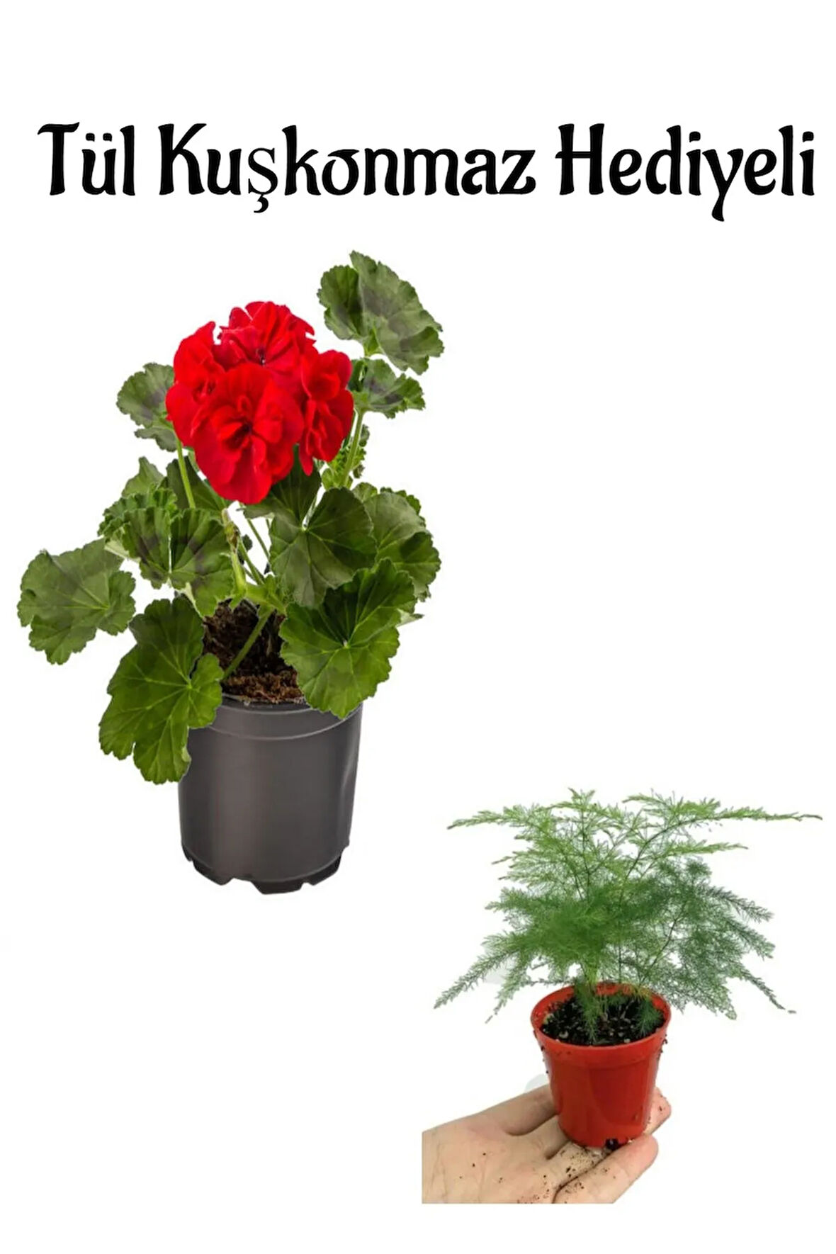Hediyelik Kırmızı Sardunya Fidanı Öğretmenler Gününe Özel Tül Kuşkonmaz Hediyeli