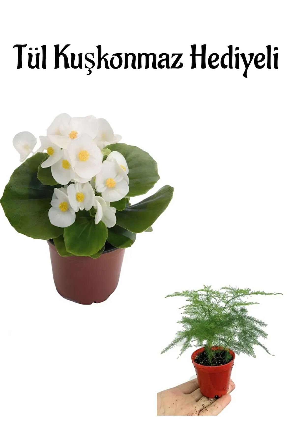 Hediyelik Beyaz Şeker Begonya Çiçeği Anneler Gününe Özel Tül Kuşkonmaz Hediyeli