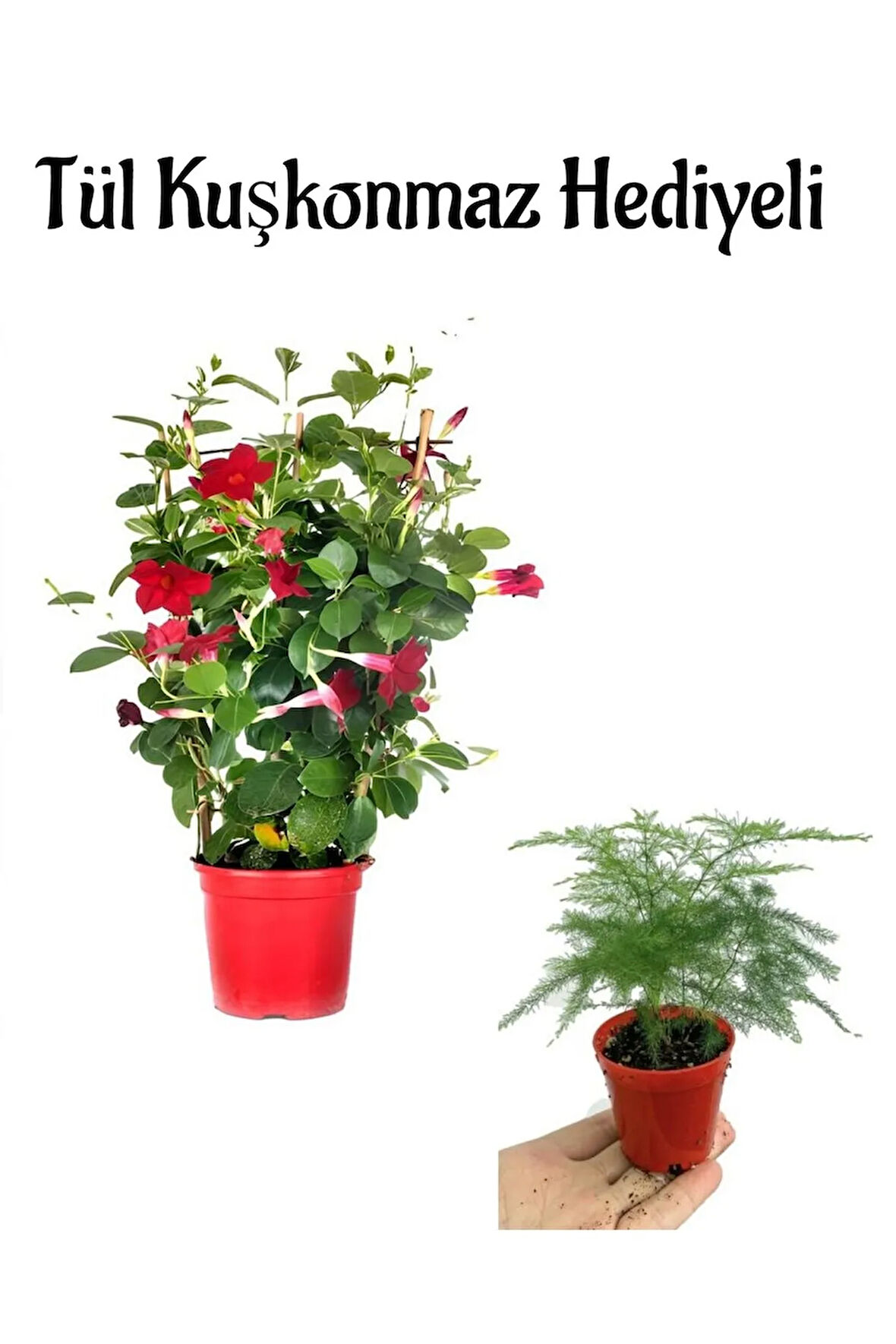 Kokulu Kırmızı Renk Mandevilla Sarmaşığı Anneler Gününe Özel Tül Kuşkonmaz