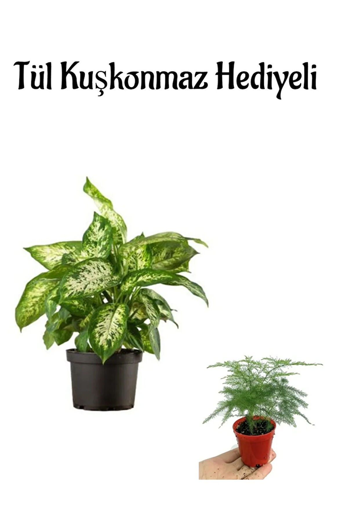 Zarif Görünüşlü Difenbahya Bitkisi Sevgililer Gününe Özel Tül Kuşkonmaz