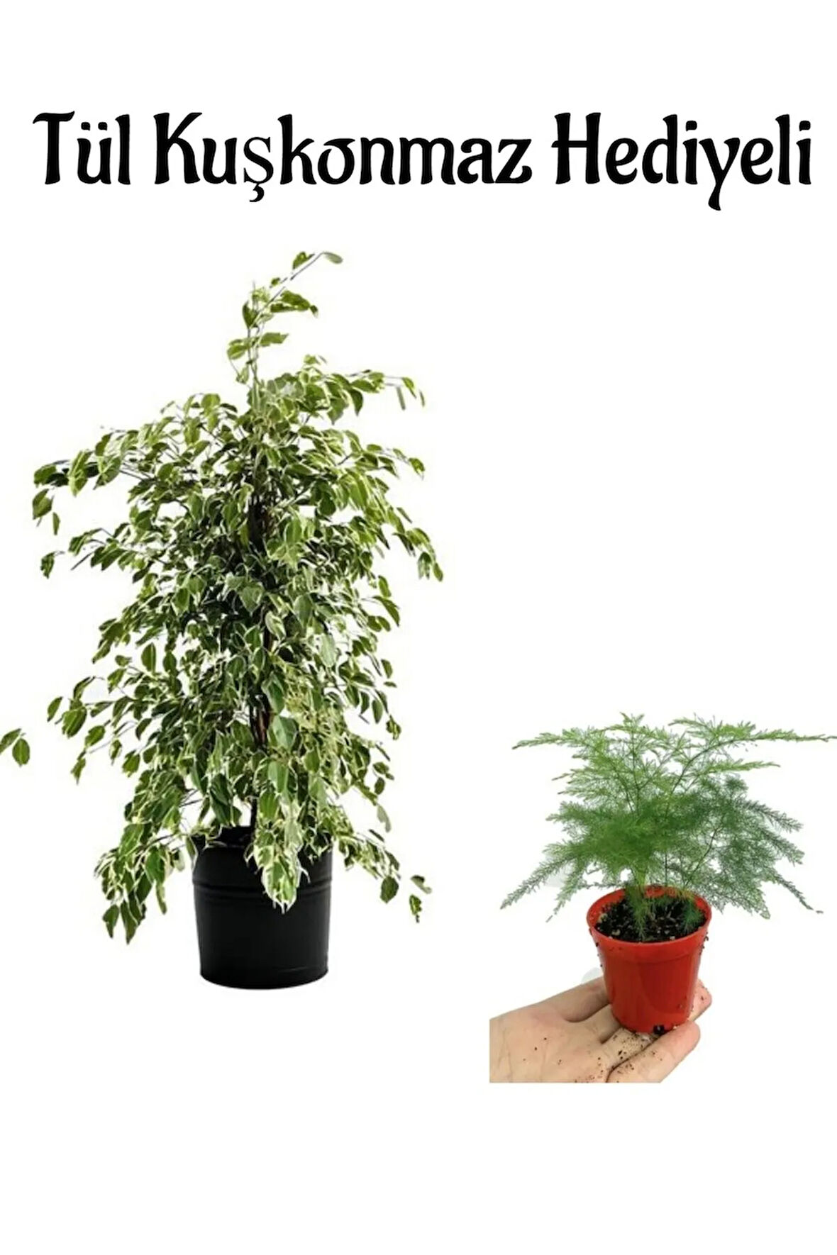 Parlak Yapraklı Alacalı Benjamin Bitkisi Anneler Gününe Özel Tül Kuşkonmaz