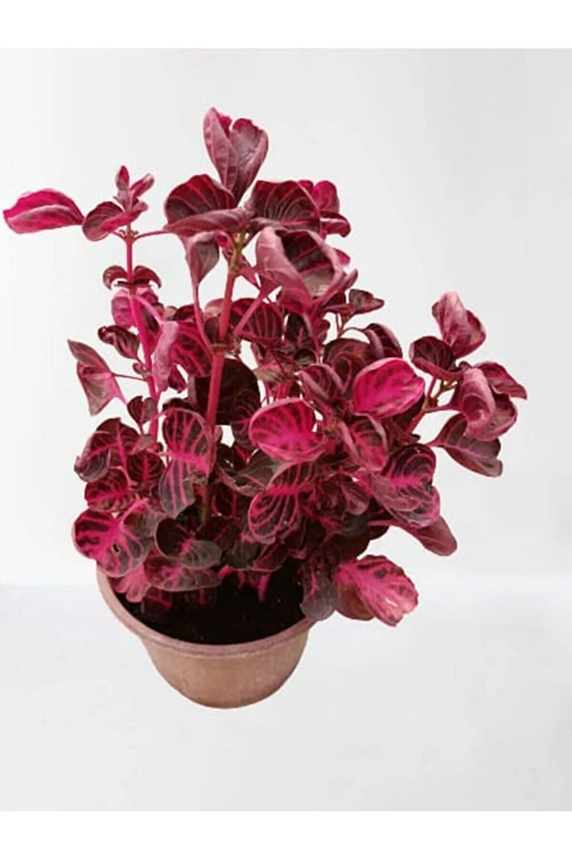 Kampanyalı Iresine Herbstii -çingene Şalvarı Çiçeği Yaprak Güzeli Çiçeği Iç Mekan Bitkisi