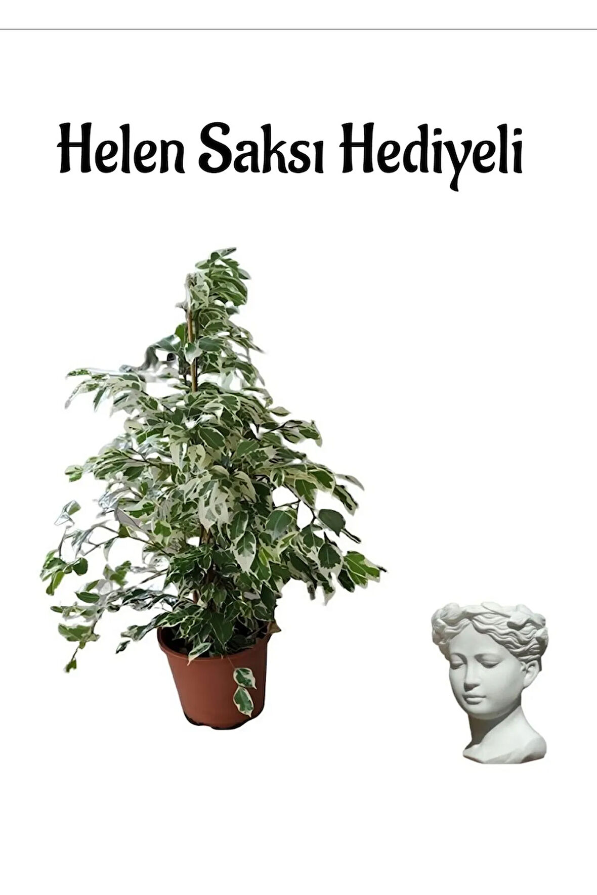 Kadınlar Gününe Özel Alacalı Benjamin Bitkisi Helen Saksı Hediyeli Bitki