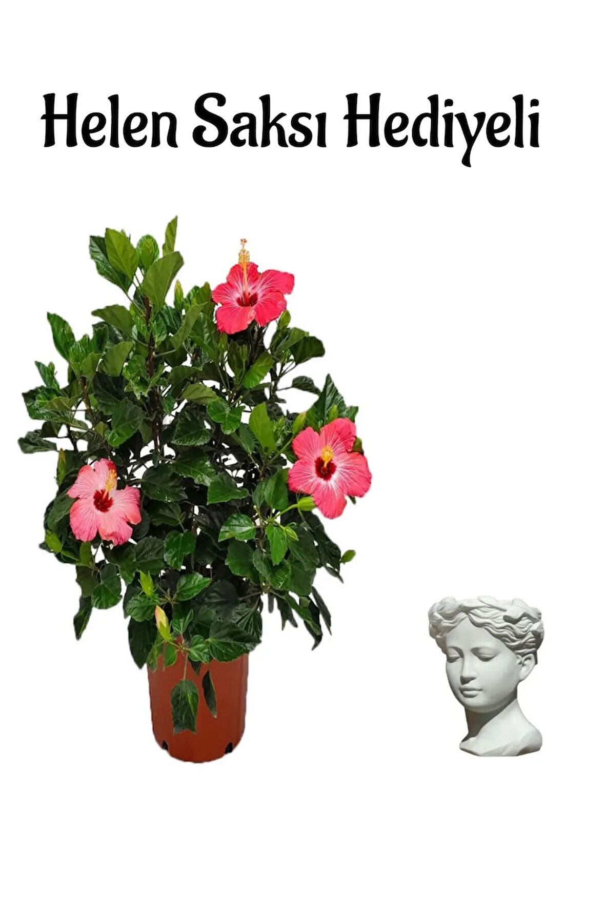 Kadınlar Gününe Özel Pembe Japon Gülü(HİBİSCUS ROSA) Helen Saksı Hediyeli