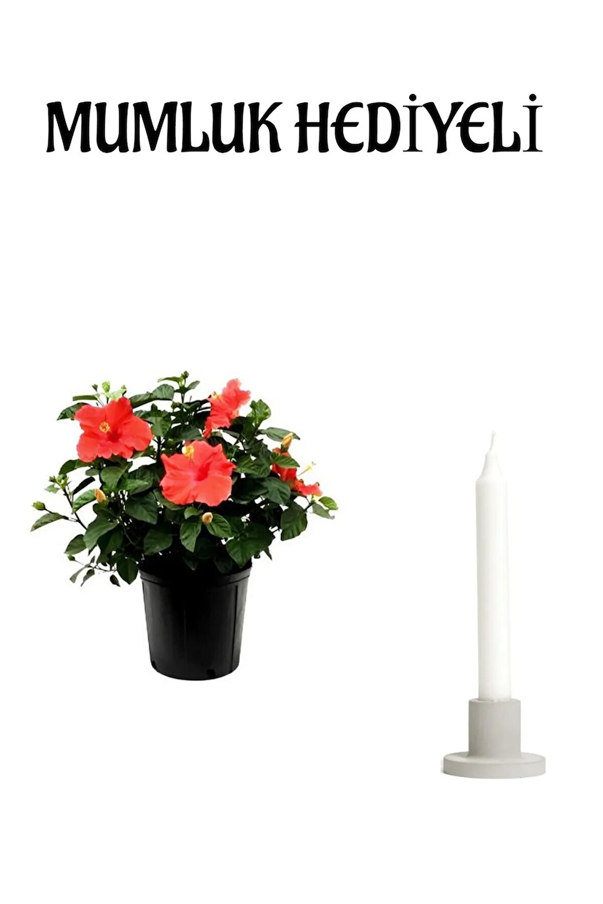 Kadınlar Gününe Özel Kırmızı Renk Japon Gülü(HİBİSCUS ROSA) Mumluk Hediyeli