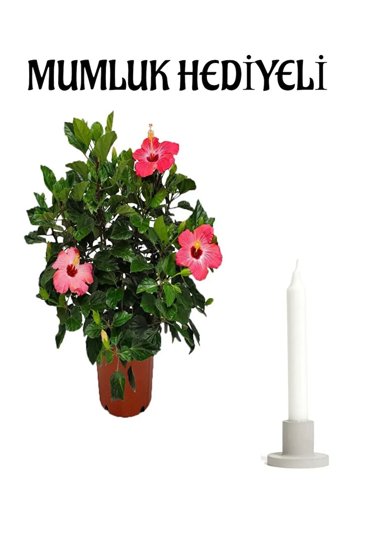 Anneler Gününe Özel Pembe Renk Japon Gülü(HİBİSCUS ROSA) Mumluk