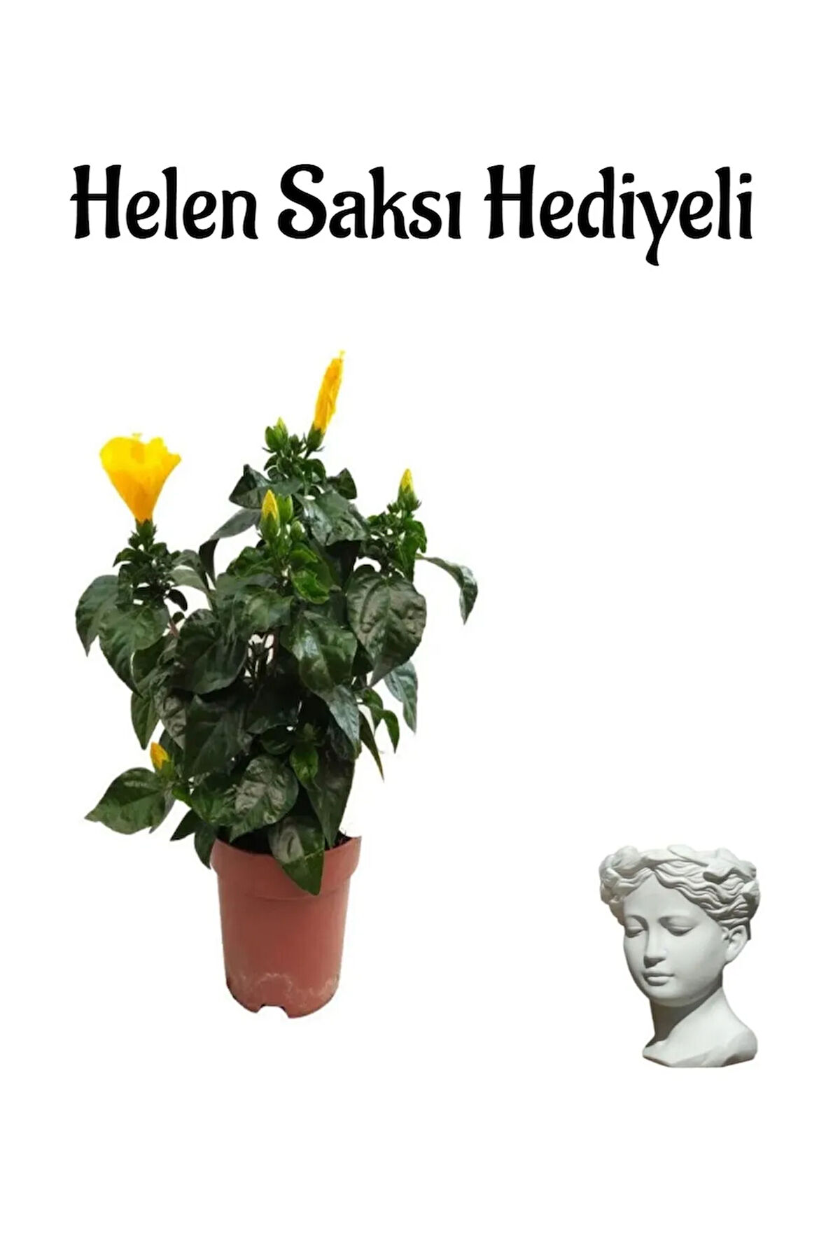 Kadınlar Gününe Özel Sarı Renk Japon Gülü(HİBİSCUS ROSA) Helen Saksı Hediyeli