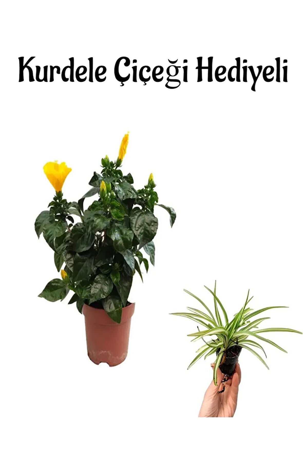 Kadınlar Gününe Özel Sarı Renk Japon Gülü(HİBİSCUS ROSA) Kurdele Çiçeği Hediyeli