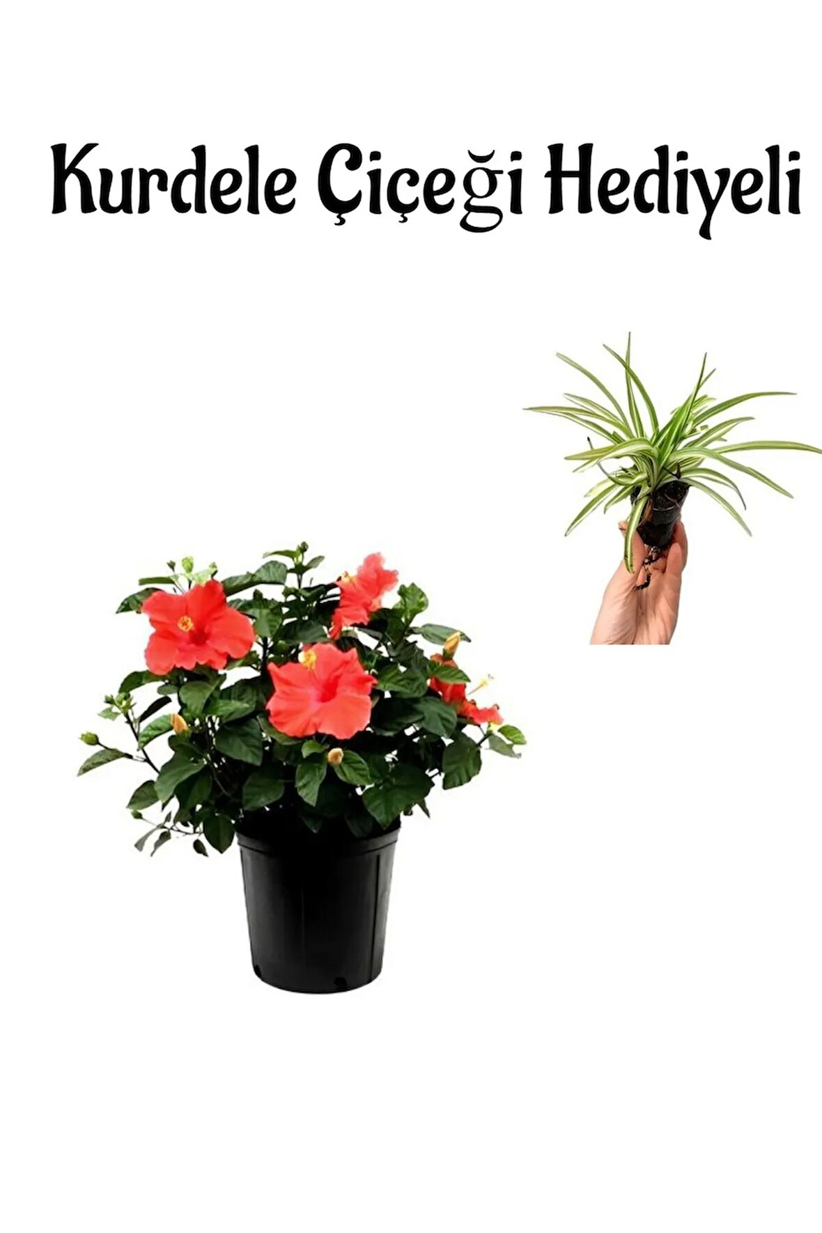 Kadınlar Gününe Özel Kırmızı Japon Gülü(HİBİSCUS ROSA) Kurdele Çiçeği