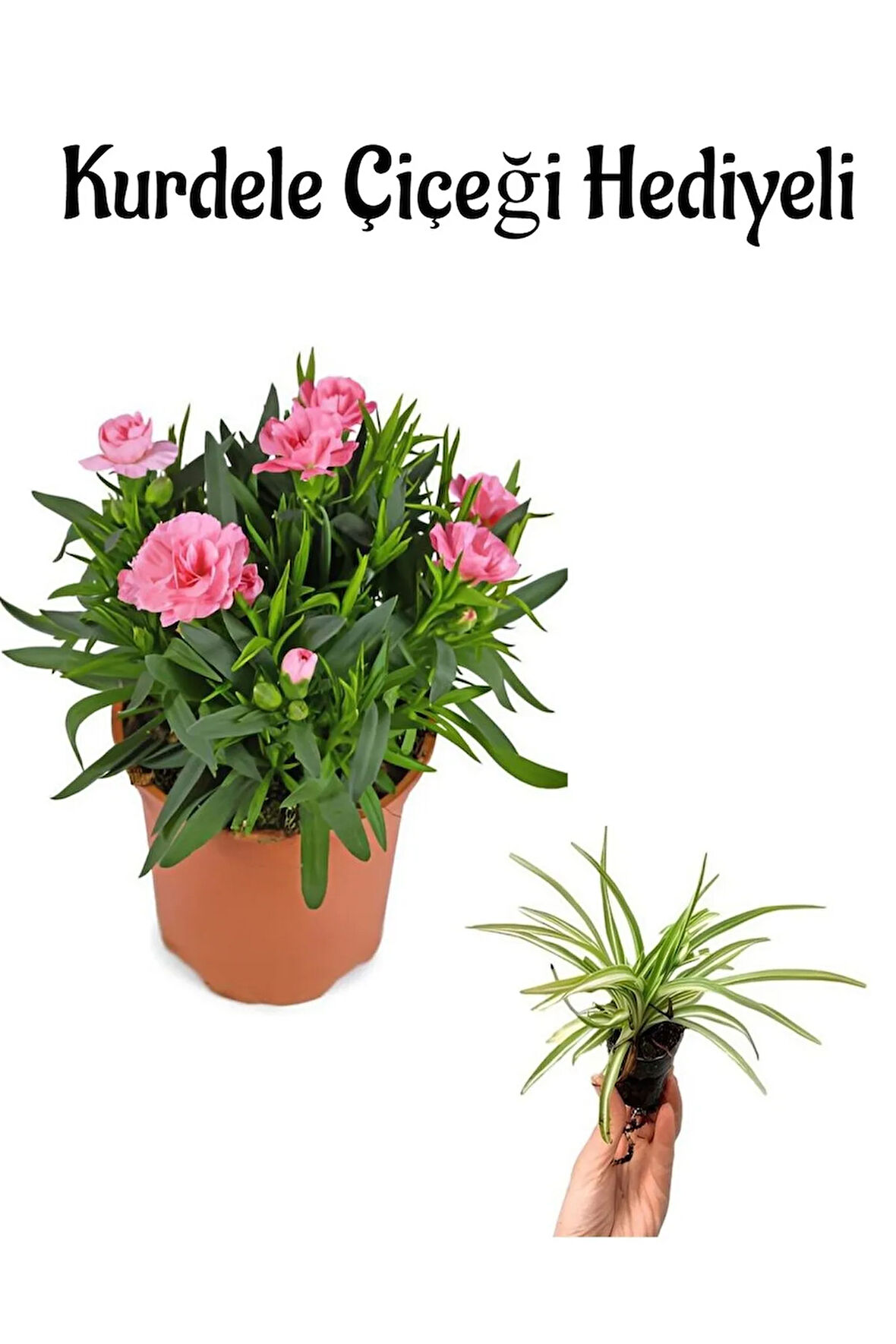 Hediyelik Mis Kokulu Pembe Karanfil Çiçeği Sevgililer Gününe Özel Kurdele Çiçeği HEDİYELİ