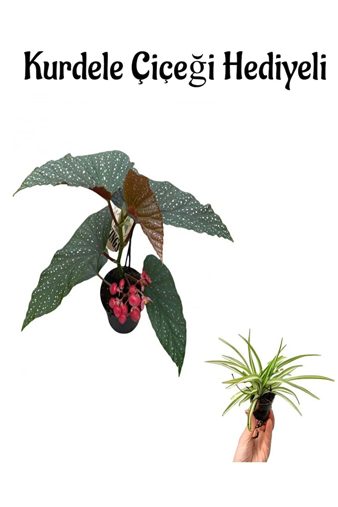 Çiçekli Çilli Begonya Çiçeği Sevgililer Gününe Özel Kurdele Çiçeği HEDİYELİ