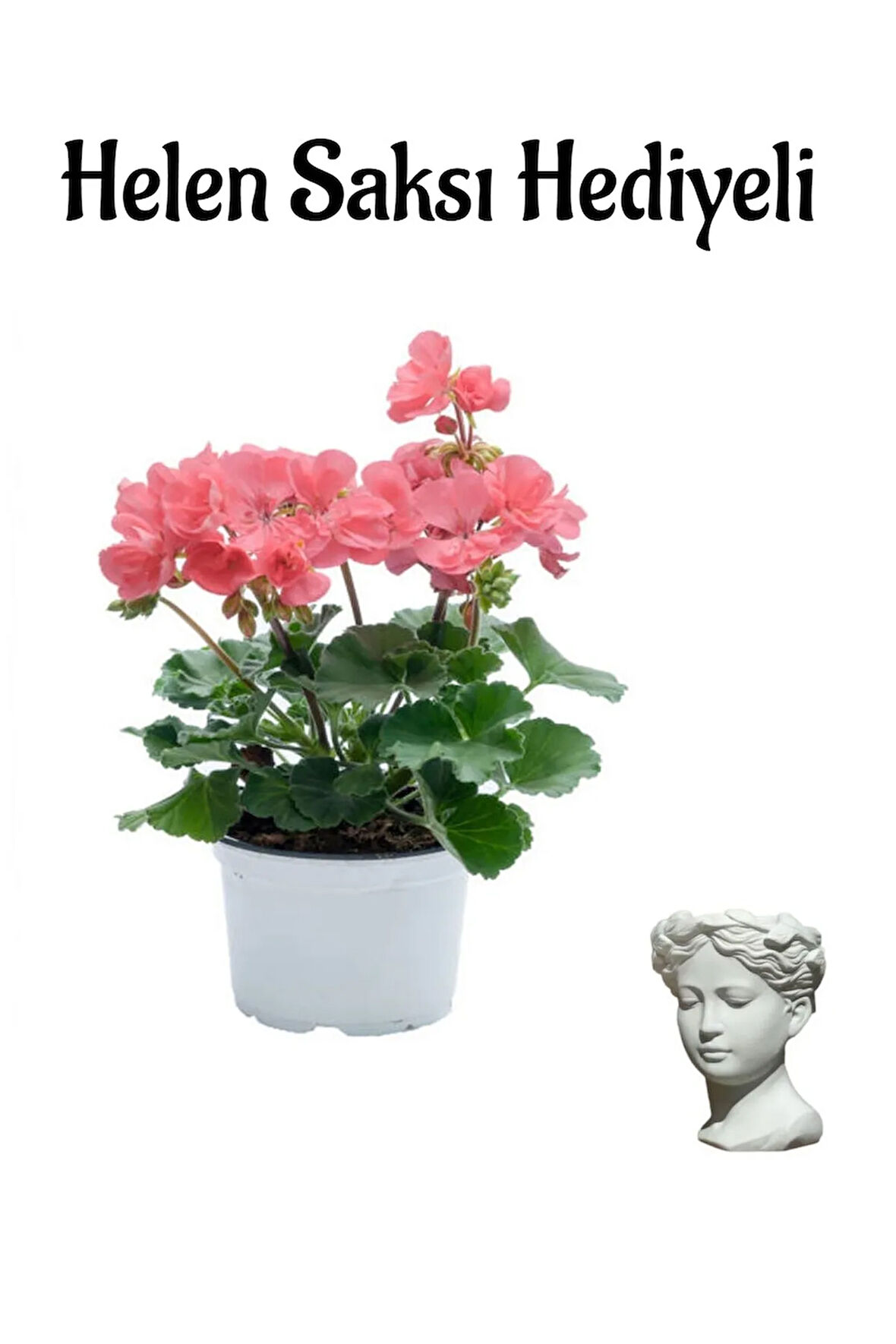 Hediyelik Açık Pembe Saradunya Çiçeği Sevgililer Gününe Özel Helen Saksı HEDİYELİ