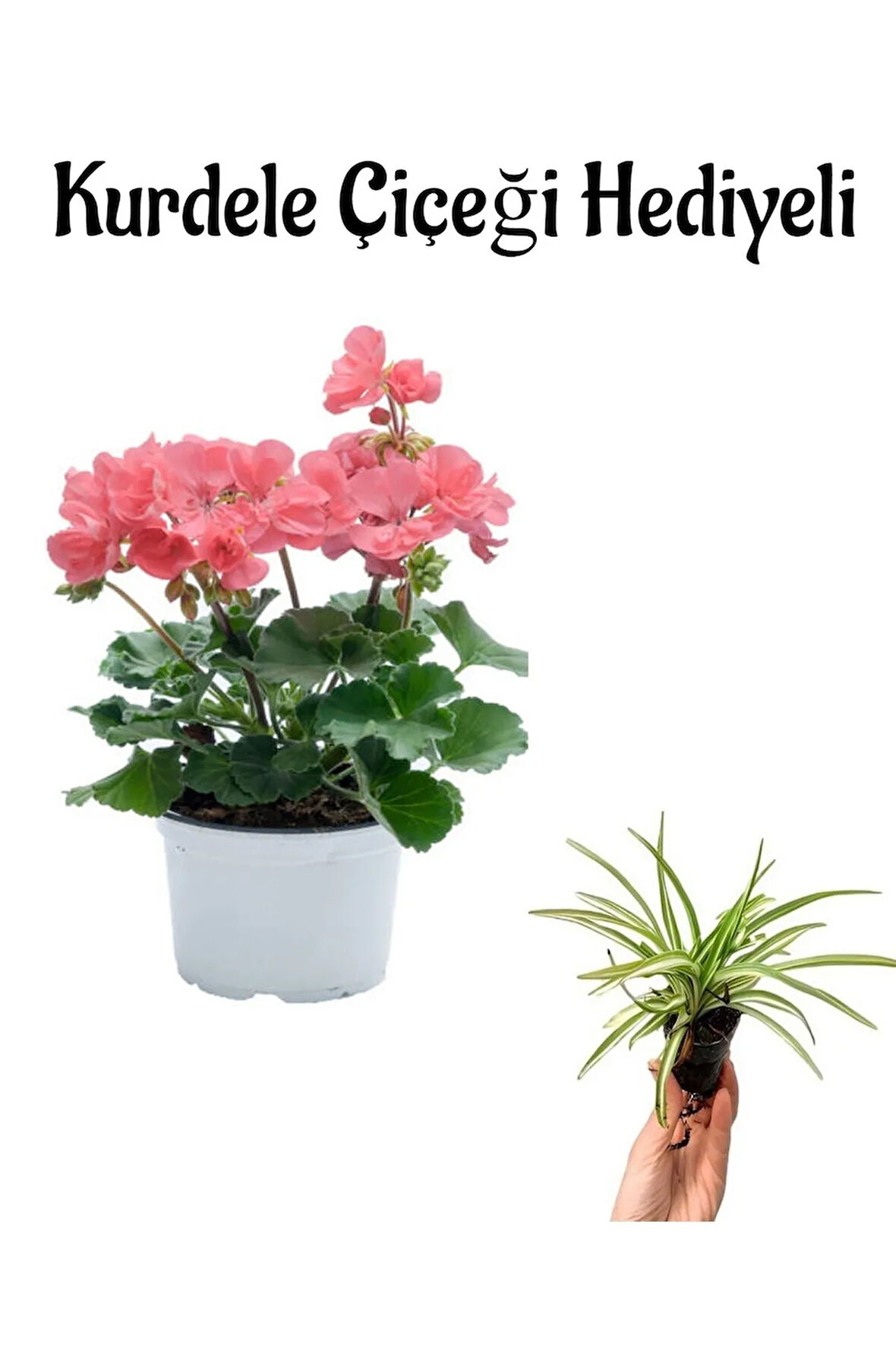 Açık Pembe Sardunya Çiçeği Sevgililer Gününe Özel Kurdele Çiçeği HEDİYELİ