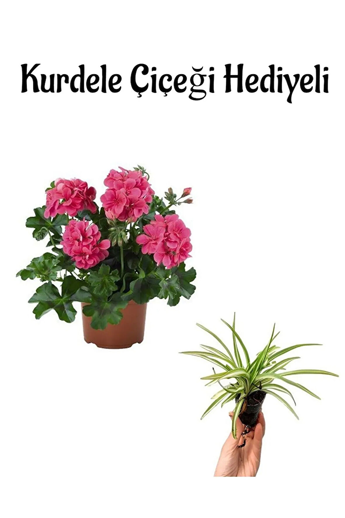 Anneler Günü Hediyeli Pembe Sakız Sardunya Kurdele Çiçeği Hediyeli Ev Bitkisi