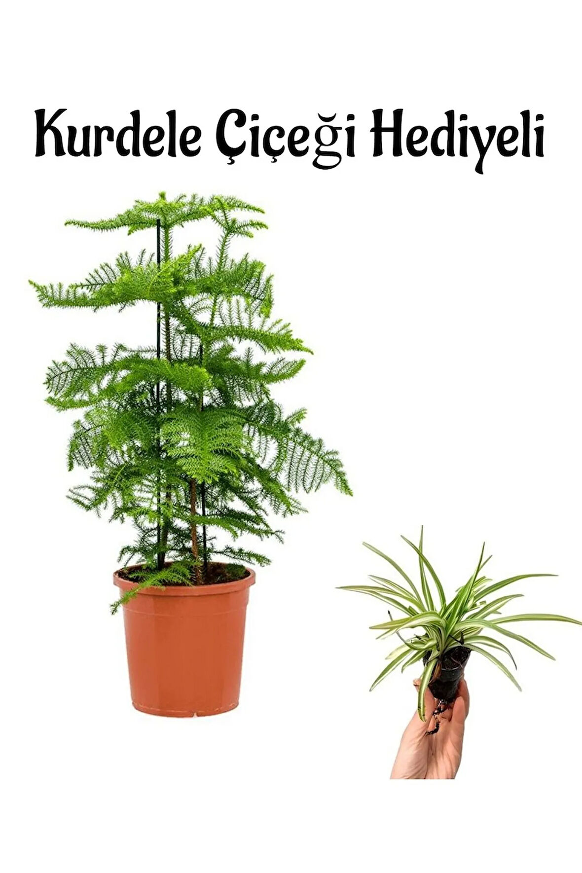 İnce Yapraklı Salon Çamı sevgililer Gününe Özel Kurdele Çiçeği HEDİYELİ