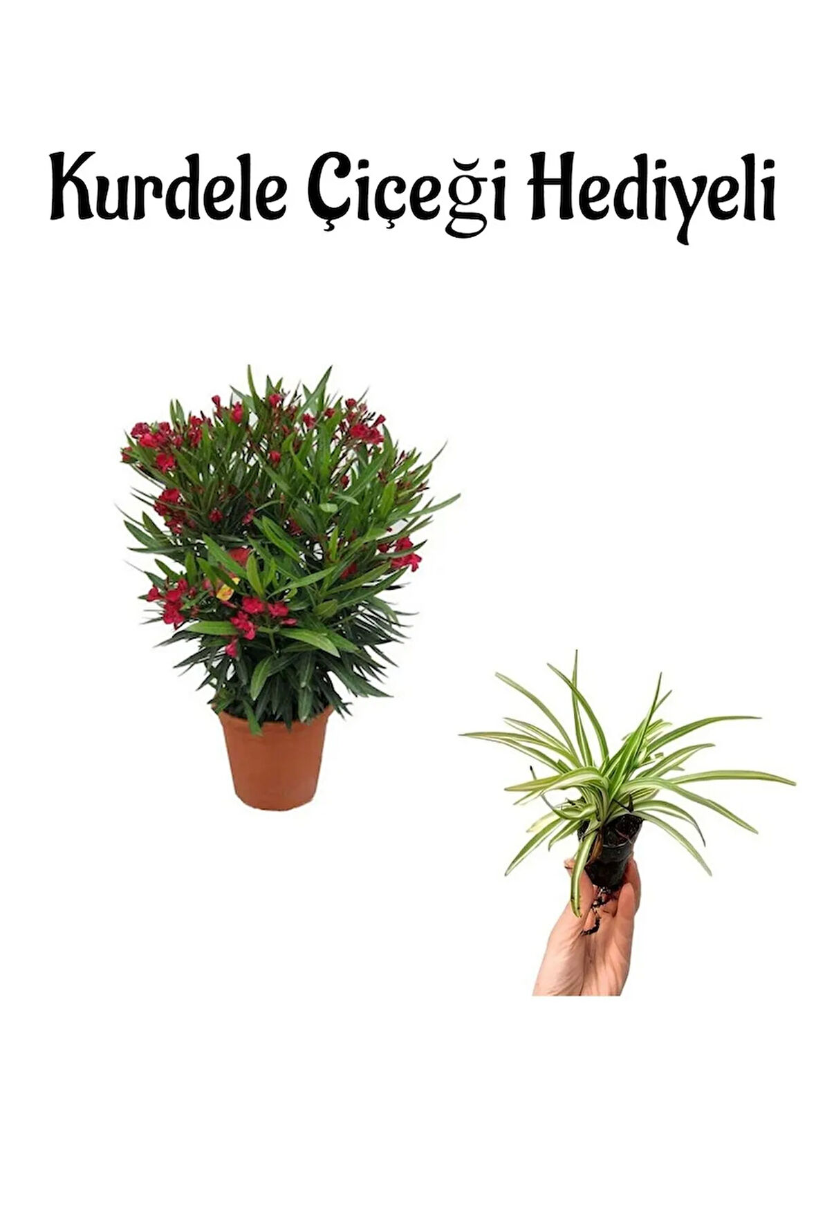 Avantajlı Kırmızı Renk Bodur Zakkum Fidanı Sevgilier Gününe Özel Kurdele Çiçeği