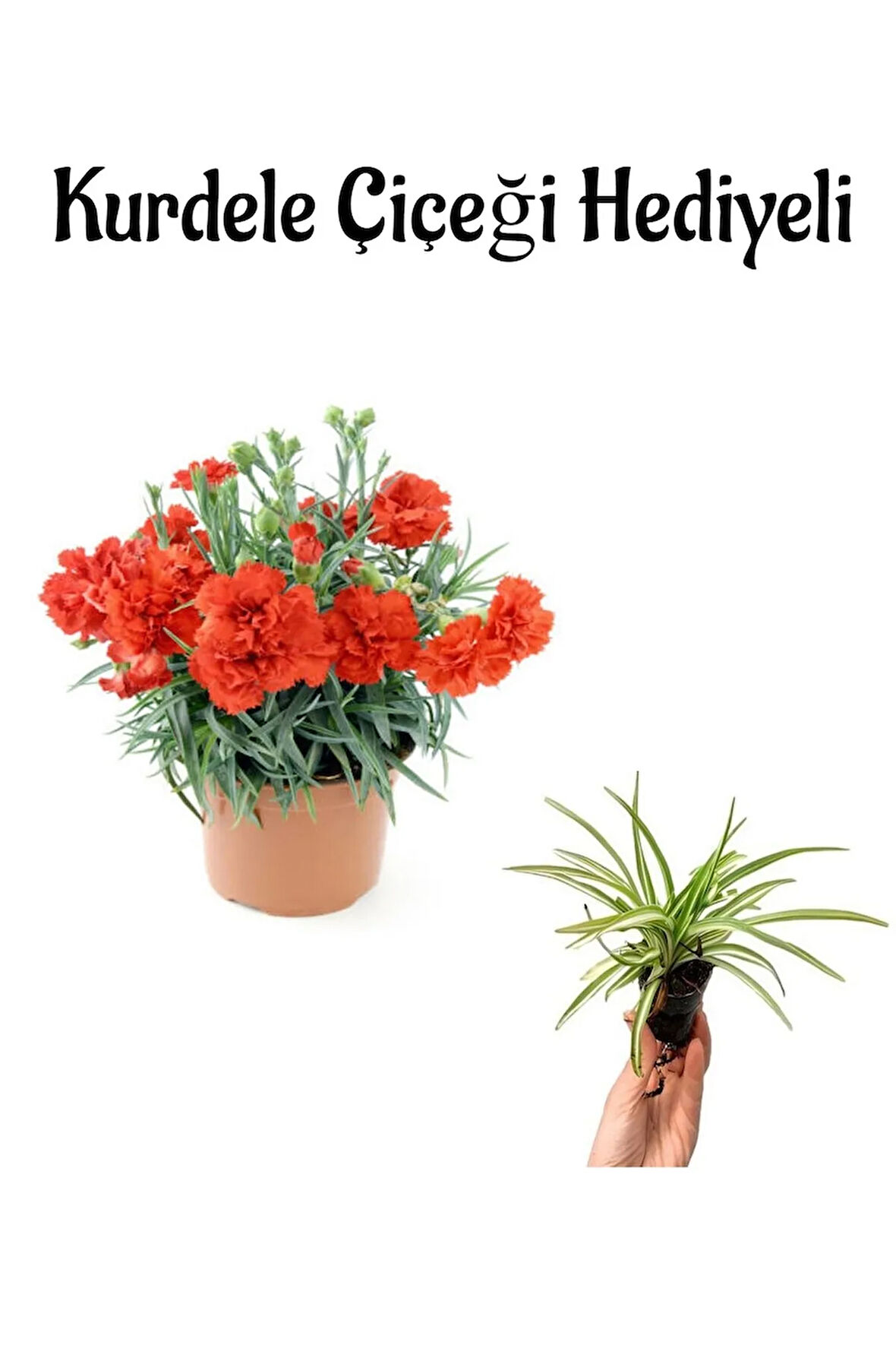 Kadınlar Gününe Özel Kırmızı Renk Kokulu Karanfil Çiçeği Helen Saksı Hediyeli