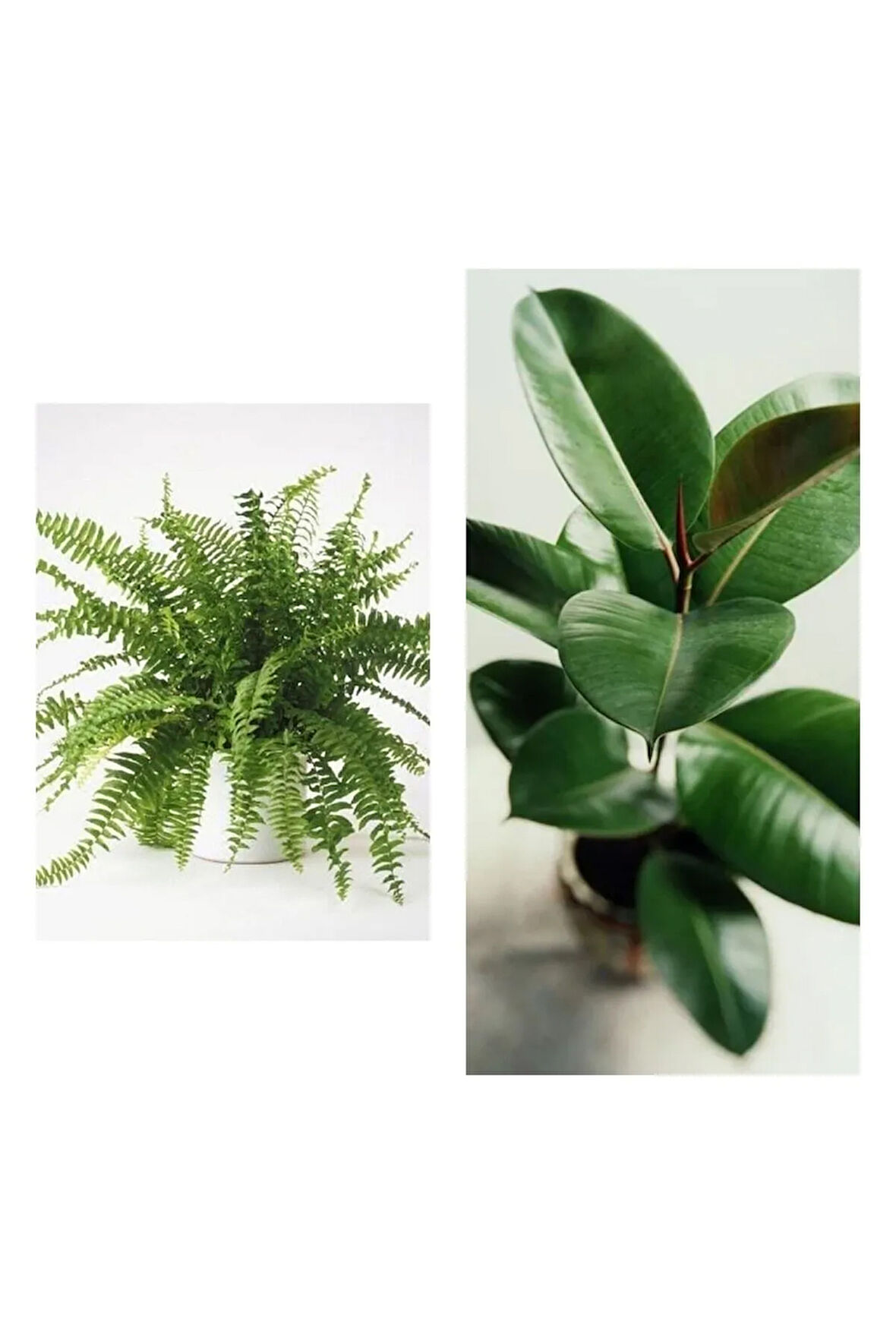 Kampanyalı Aşk Merdiveni Fujer Askılı Saksıda/kauçuk 60-70 Cm 2'li Set Salon Ofis Bitkileri