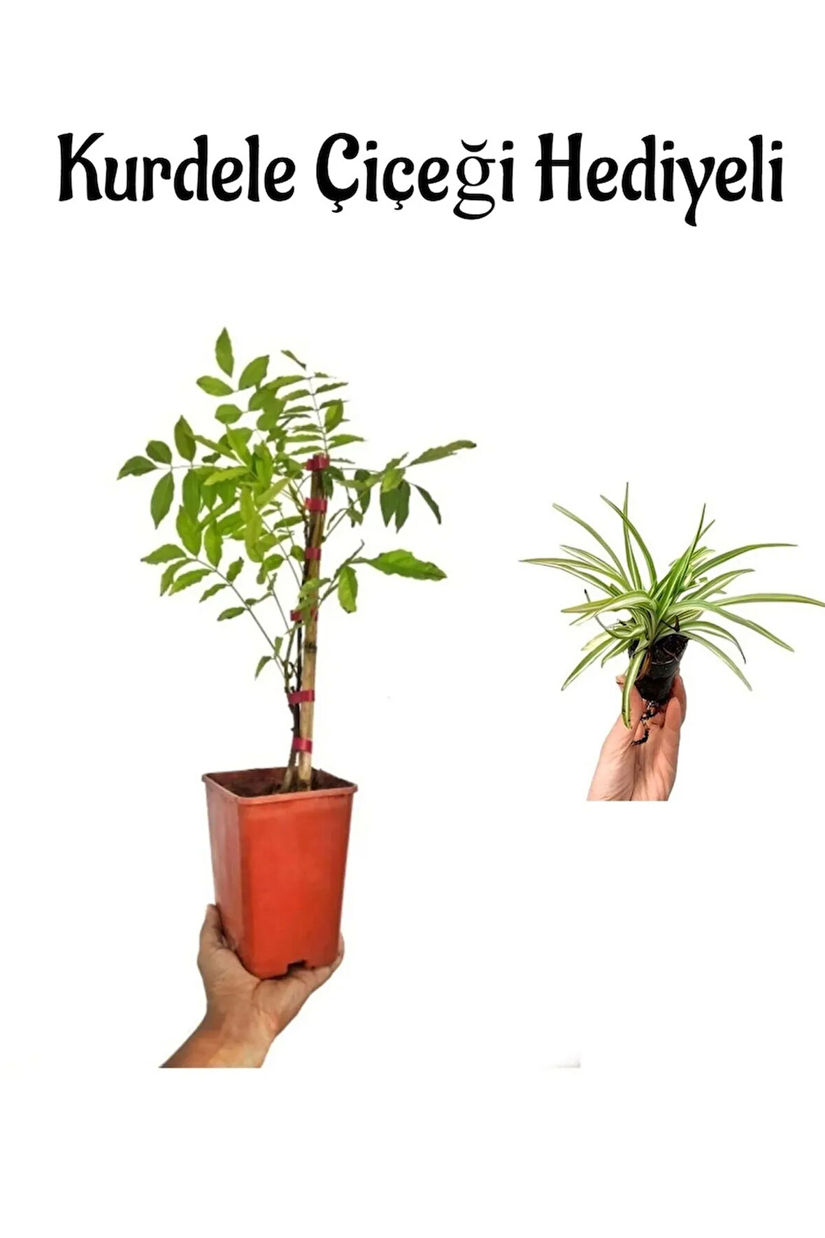 Mor Salkım Çiçeği Fidanı Sevgililer Gününe Özel Kurdele Çiçeği HEDİYELİ