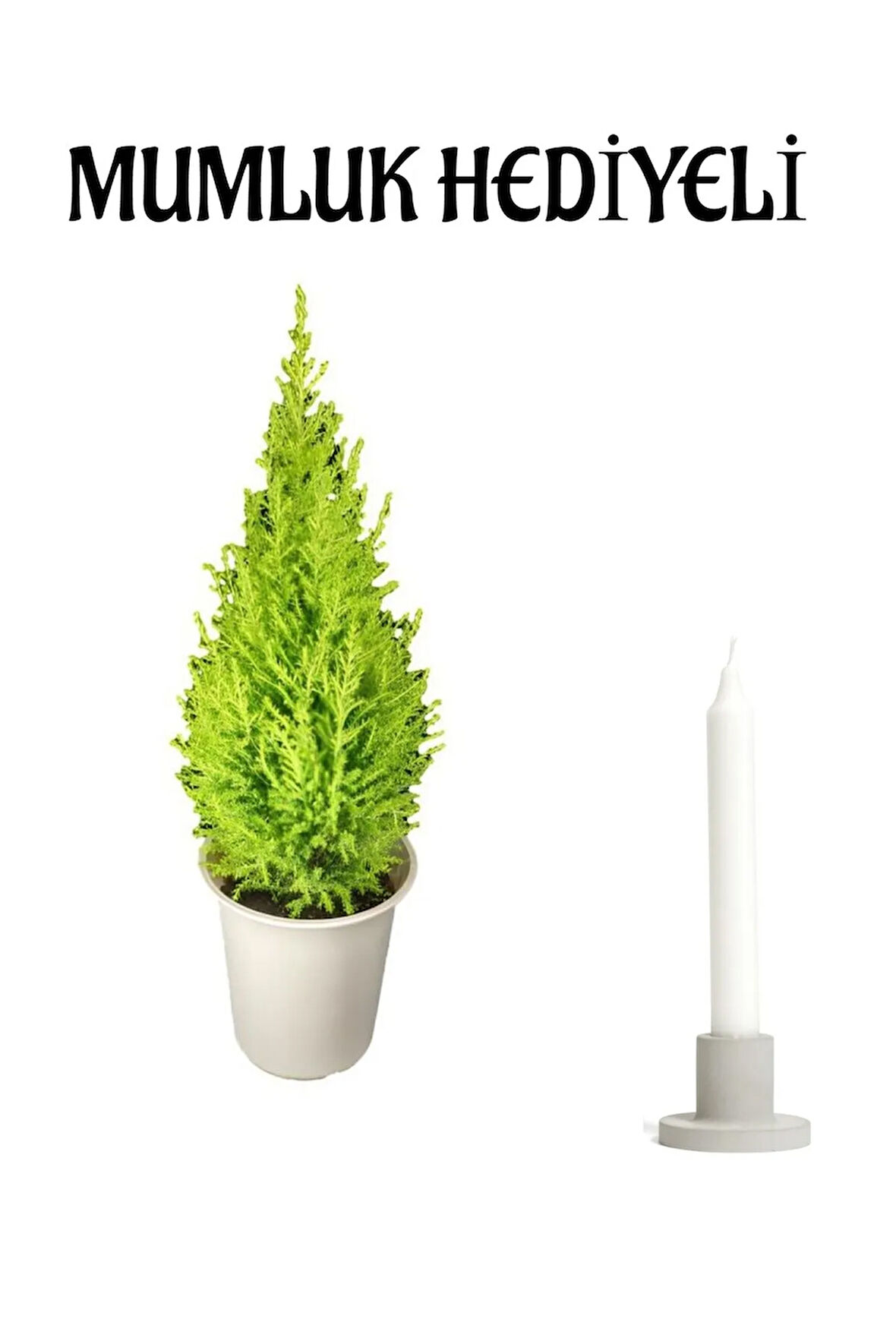 Limon Kokulu Limon Çamı Sevgililer Gününe Özel Mumluk HEDİYELİ