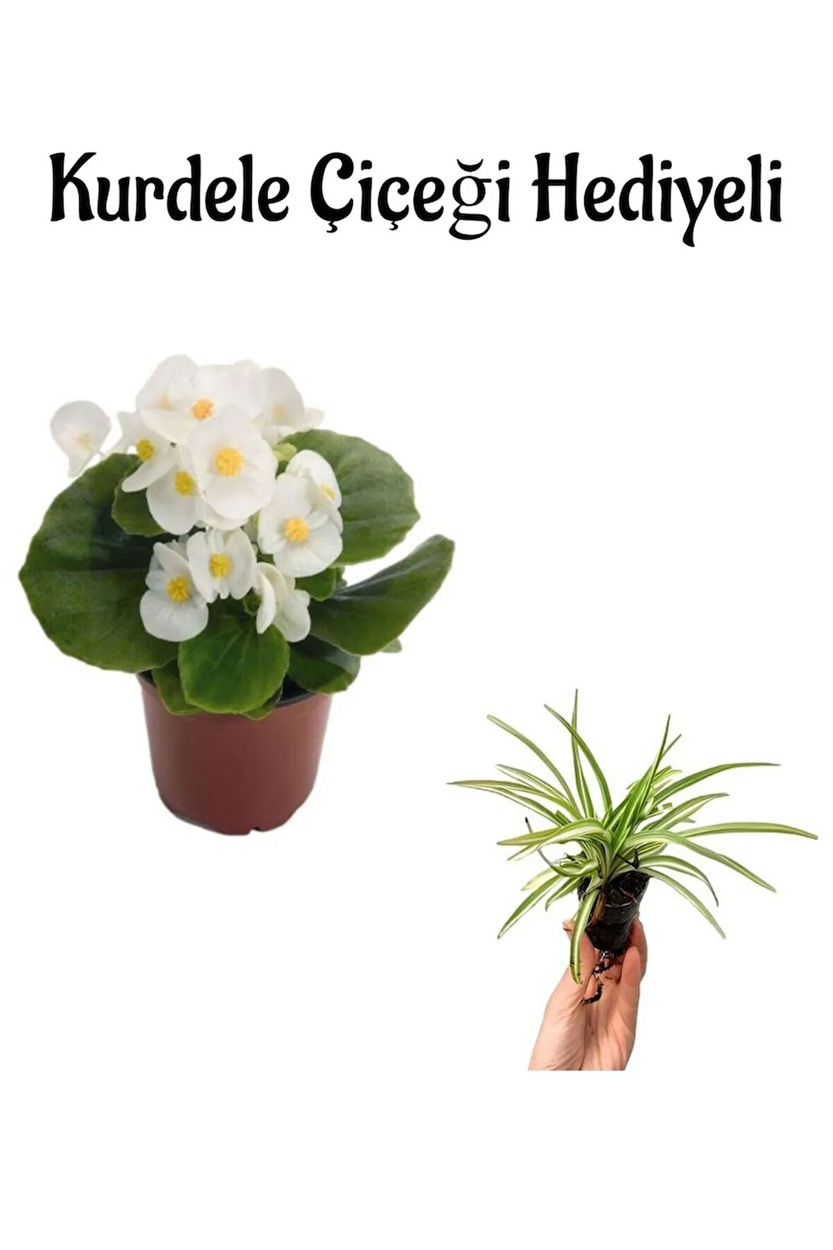 Beyaz Renk Şeker Begonya Çiçeği Sevgililer Gününe Özel Kurdele Çiçeği HEDİYELİ