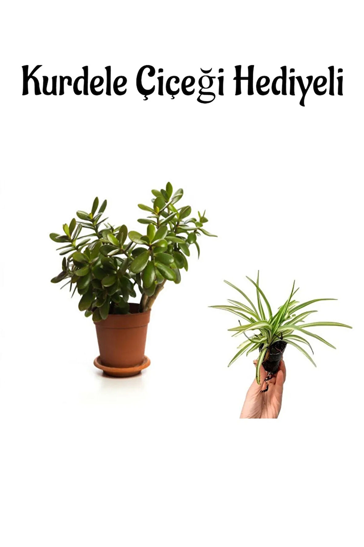 Avantajlı Sevgililer Gününe Özel Parlak Yapraklı Para Çiçeği Kurdele Çiçeği