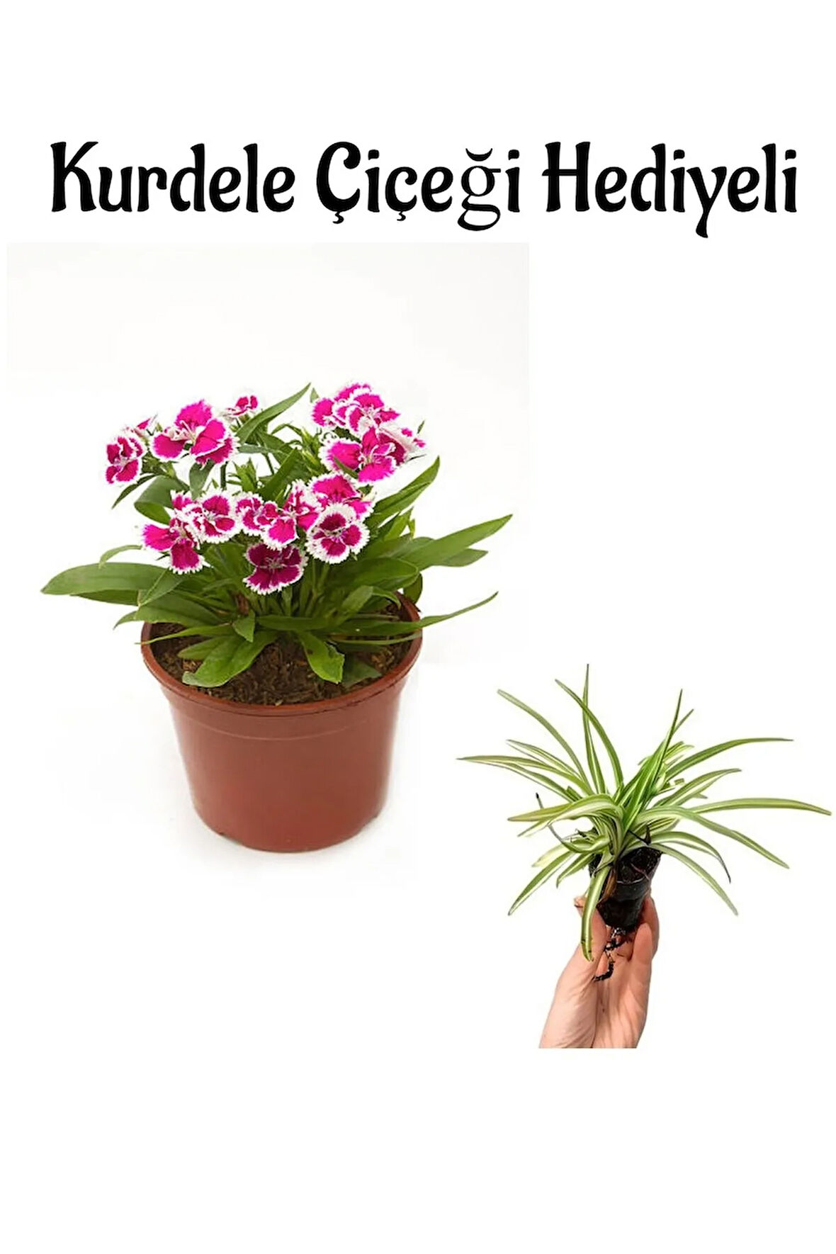 Hediyelik Pembe Çin Karanfili Çiçeği Sevgililer Gününe Özel Kurdele Çiçeği HEDİYELİ