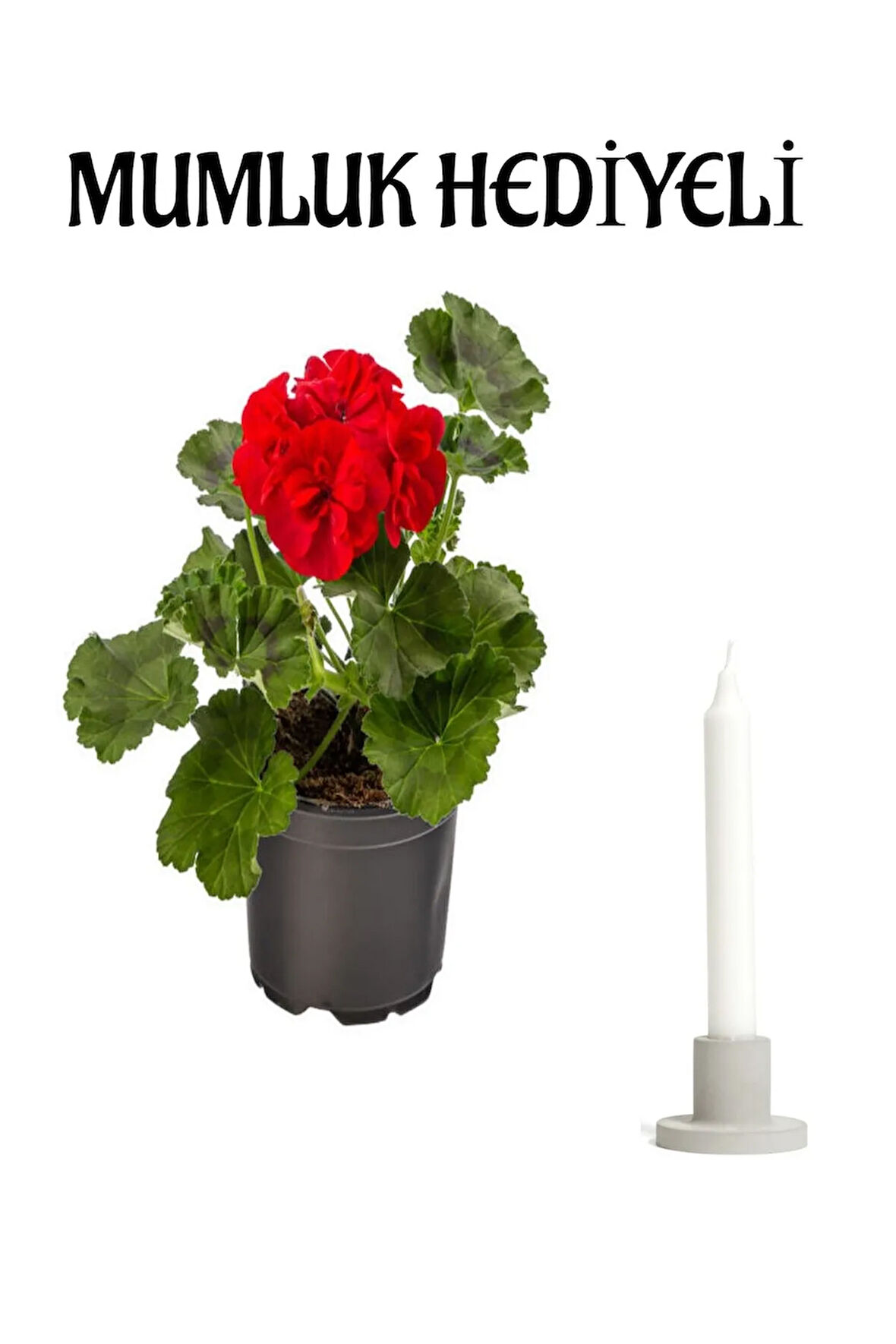 Avantajlı Kırmızı Renk Saradunya Çiçeği Sevgililer Gününe Özel Mumluk