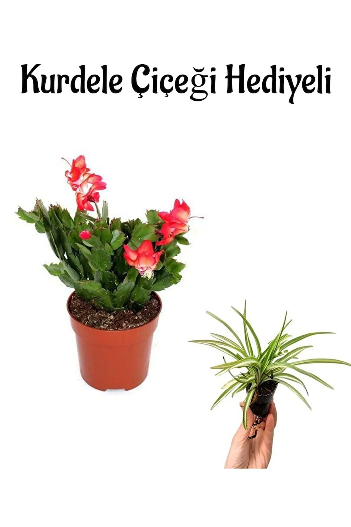 Hediyelik Kırmızı Yılbaşı Çiçeği Sevgililer Gününe Özel Kurdele Çiçeği HEDİYELİ