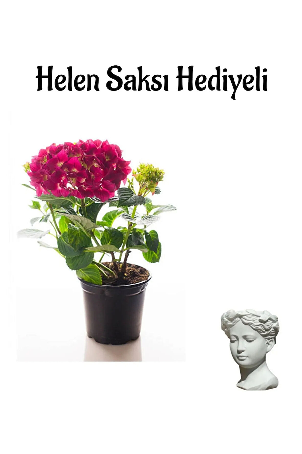 Fuşya Renkli Ortanca Çiçeği Sevgililer Gününe Özel Helen Saksı HEDİYELİ