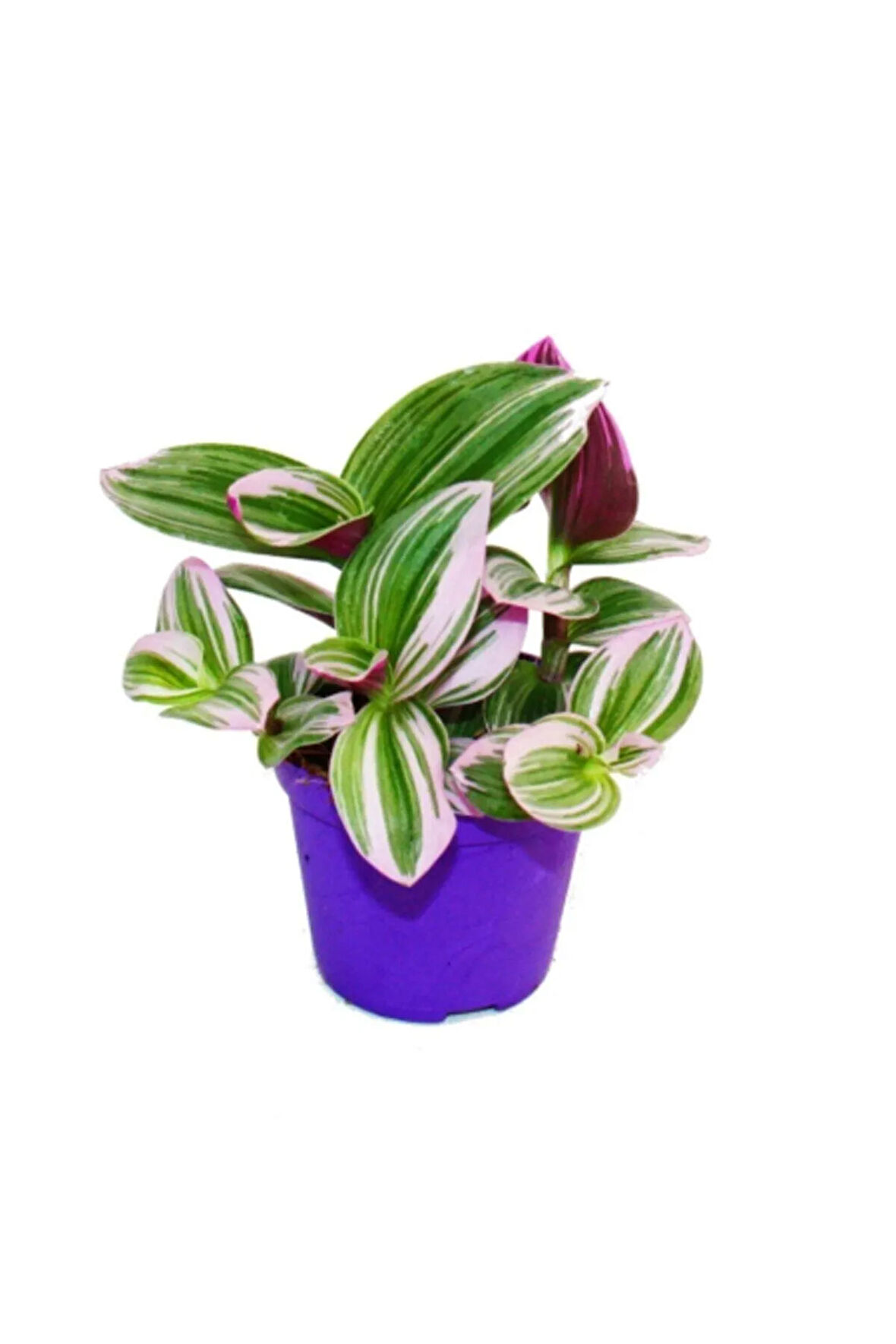 Çok Avantajlı Ithal Telgraf Çiçeği Nanouk Tradescantia En Az 2 Köklüdür Iç Mekan Bitkisi