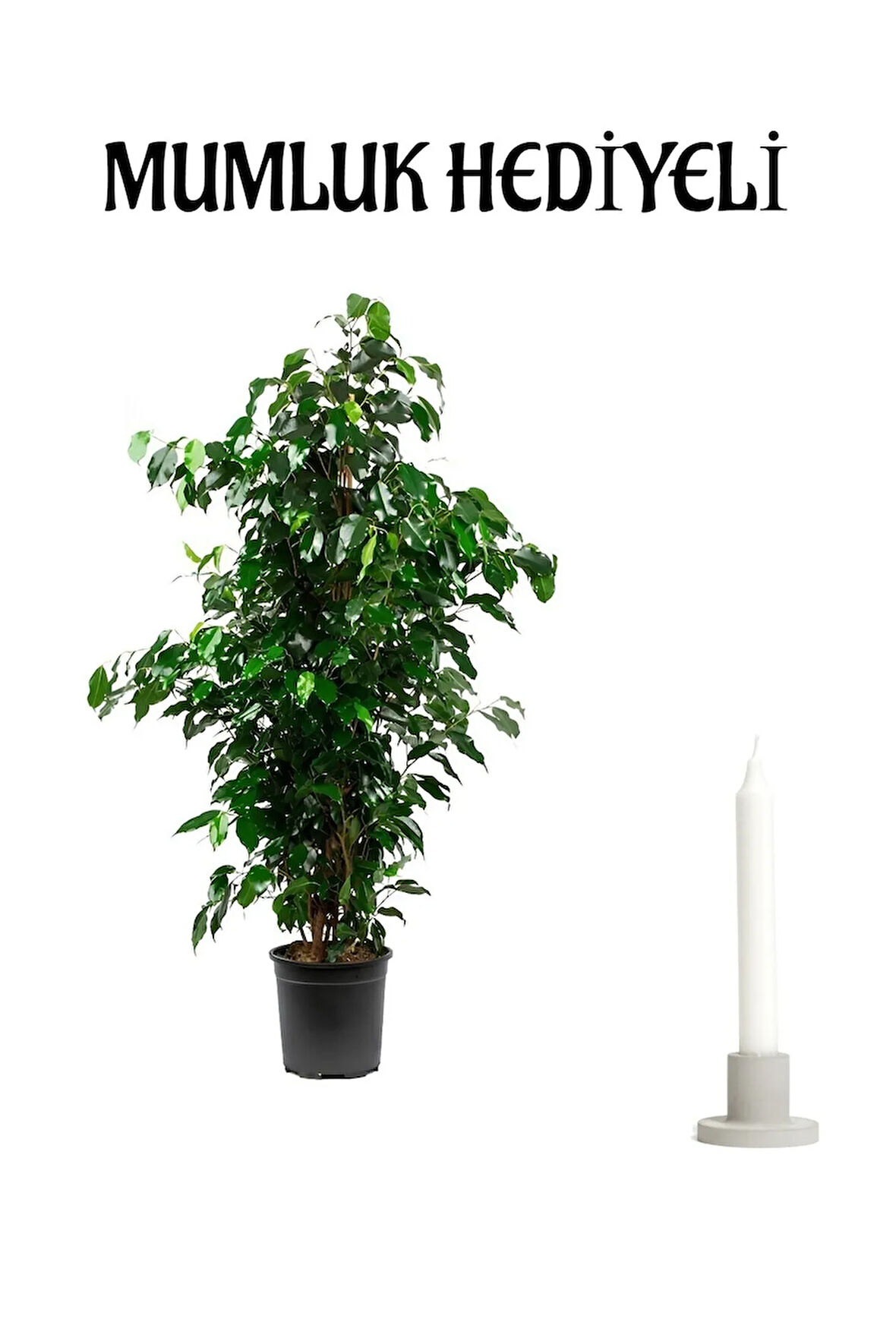 Yeşil Benjamin Bitkisi Sevgililer Gününe Özel Mumluk HEDİYELİ Ofis Bitkisi