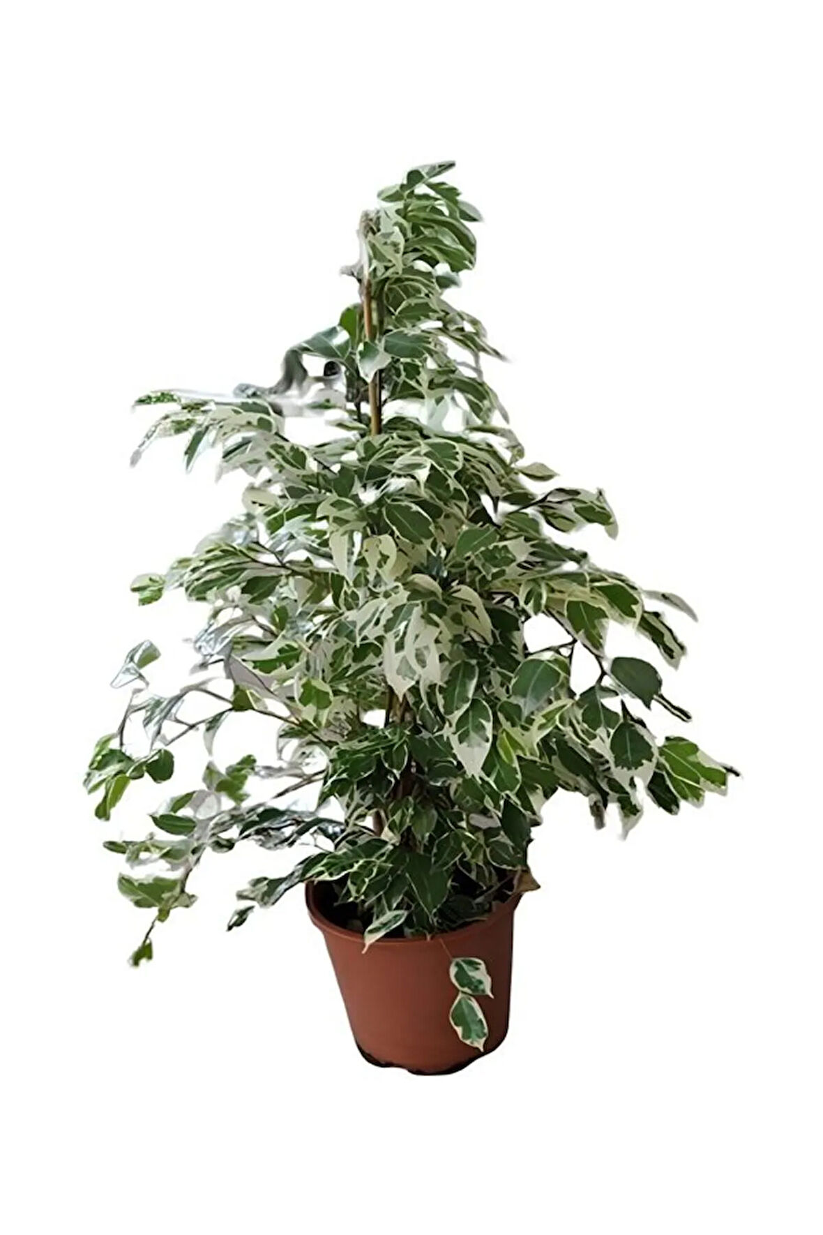 Beyaz Alacalı Benjamin Bitkisi Sevgililer Güne Özel Mumluk Ofis Bitkisi