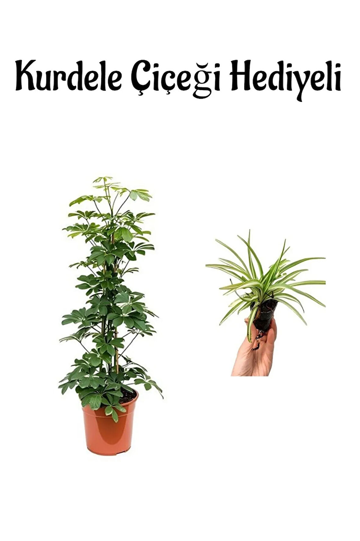 Parlak Yapraklı Yeşil Şeflera Bitkisi Sevgililer Gününe Özel Kurdele Çiçeği HEDİYELİ