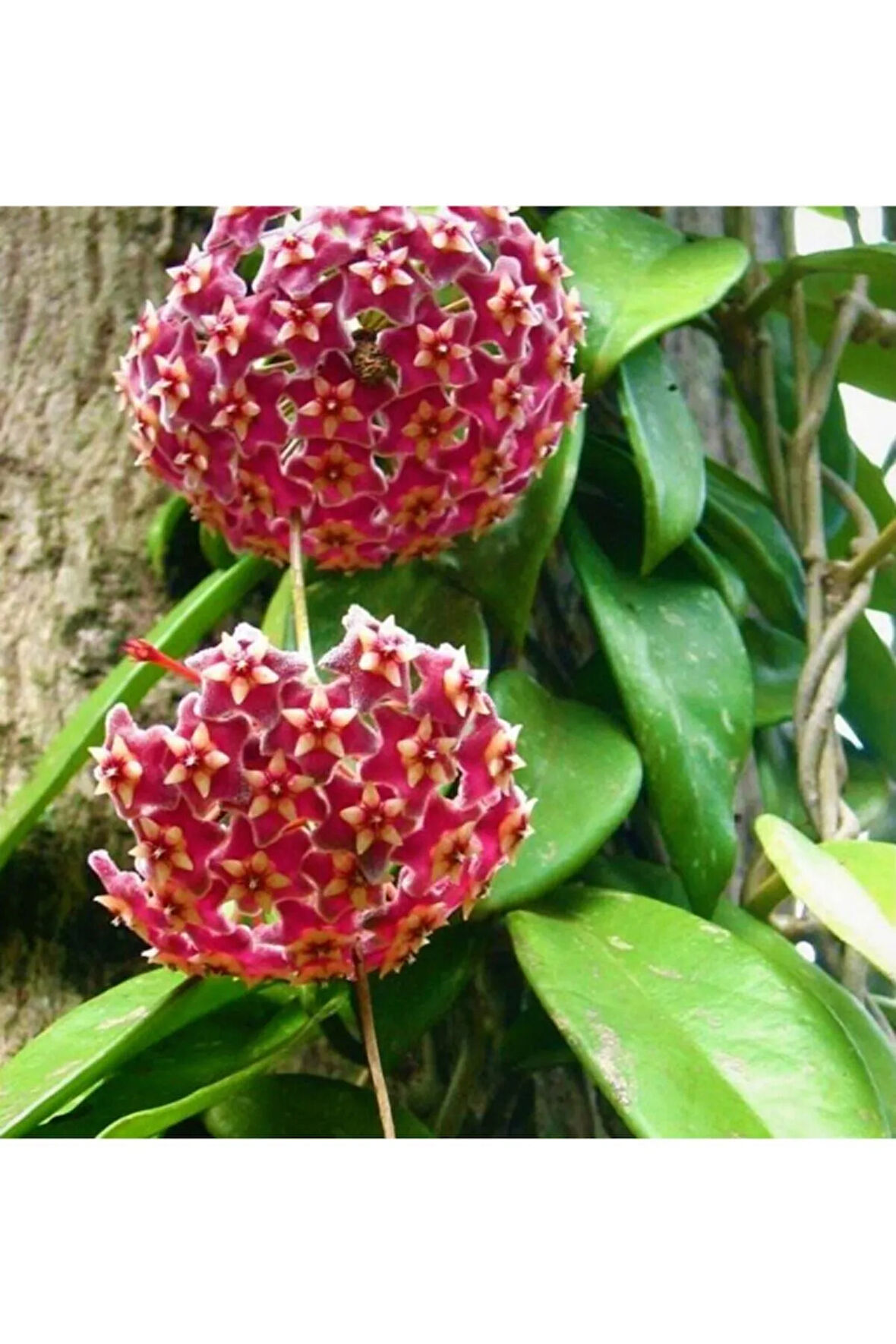 Çok Avantajlı Mum Çiçeği Pembe(fuşya)(hoya Carnosa) Kokulu 1.kalite 9 Cm Saksıda