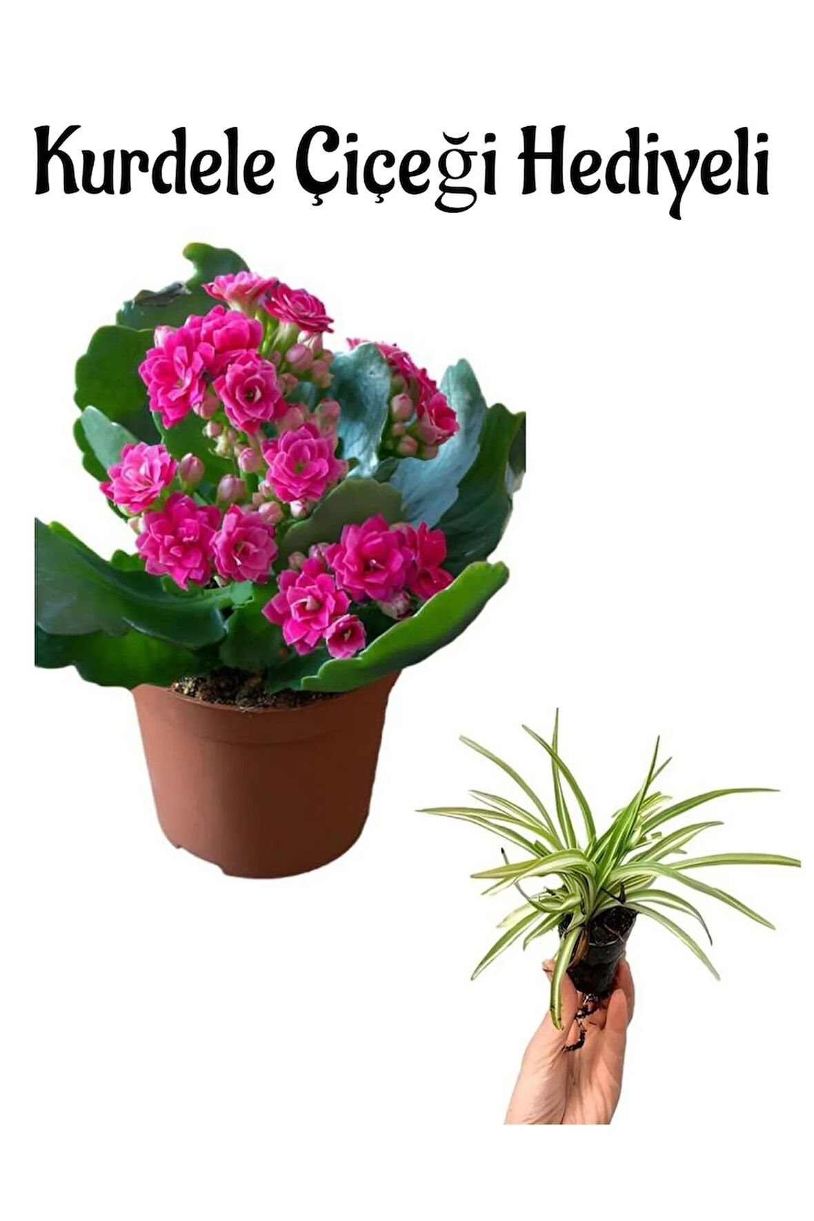 Hediyelik Pembe Renk Kalanşo(Kalanchoe) Çiçeği Sevgililer Gününe Özel Kurdele Çiçeği HEDİYELİ