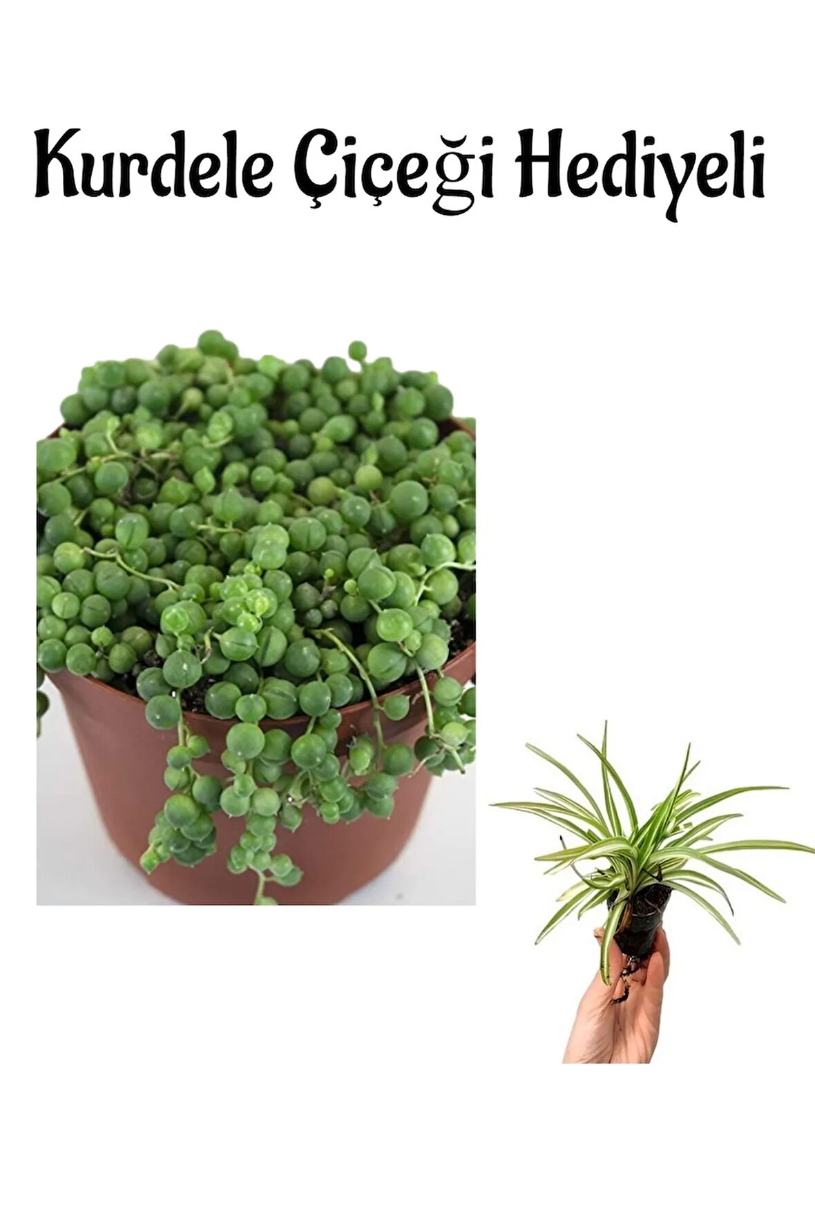 Anneler Gününe Özel Tespih-boncuk Çiçeği Bitkisi Kurdele Çiçeği Hediyeli