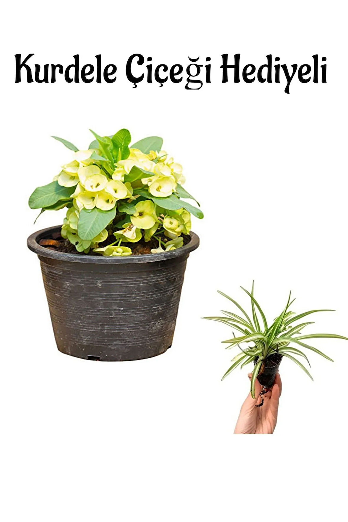 Kadınlar Gününe Özel Sarı Renk Milii Dikenler Tacı Çiçeği Kurdele Çiçeği Hediyeli