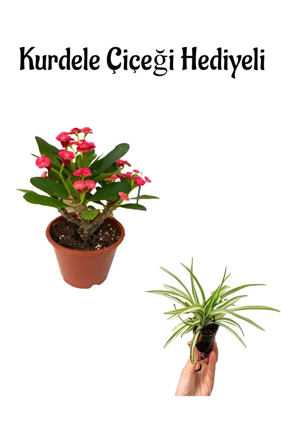 Kadınlar Gününe Özel Kırmızı Renk Milii Dikenler Tacı Çiçeği Kurdele Çiçeği Hediyeli